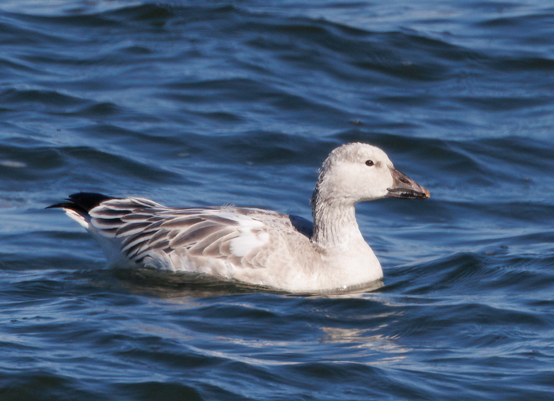 Snow Goose