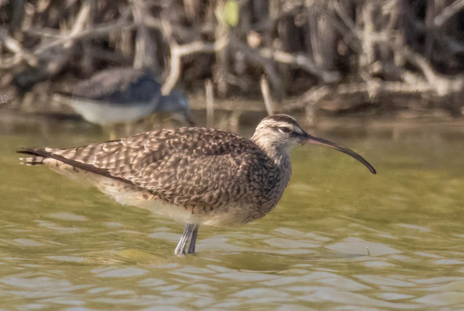 Whimbrel