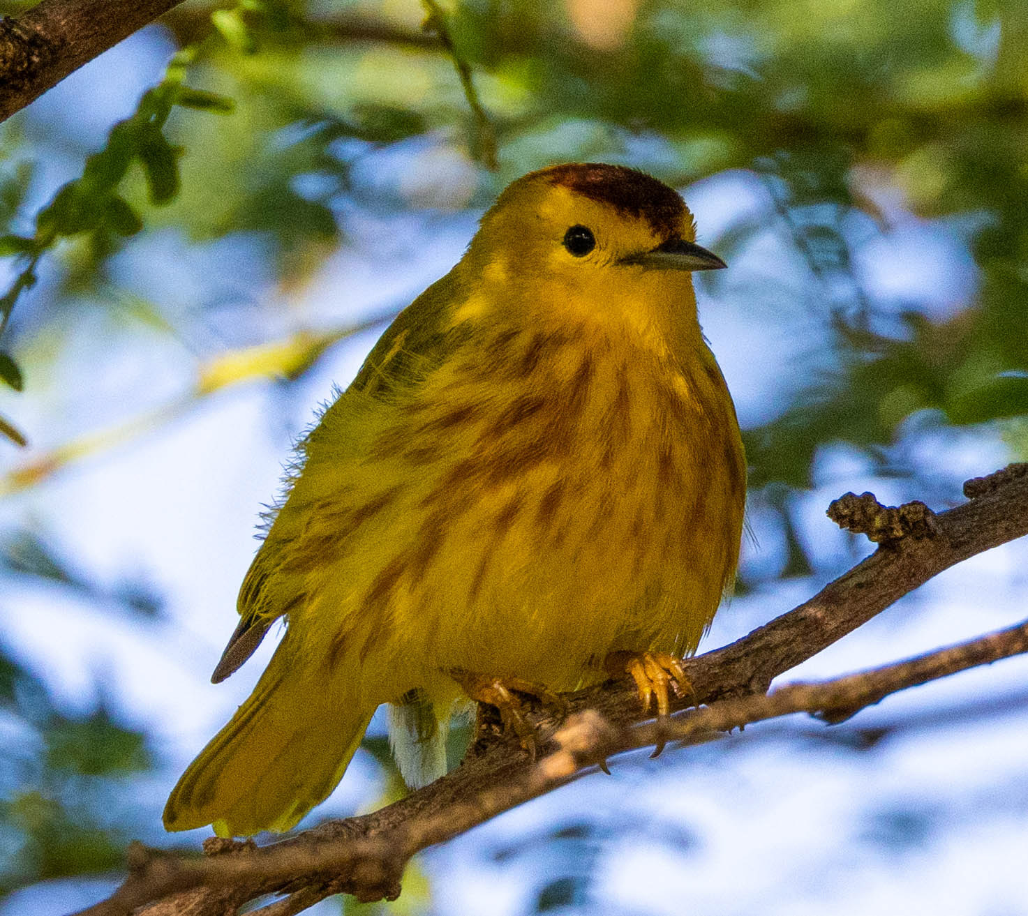 Mangrove Yellow (Golden) Warbler