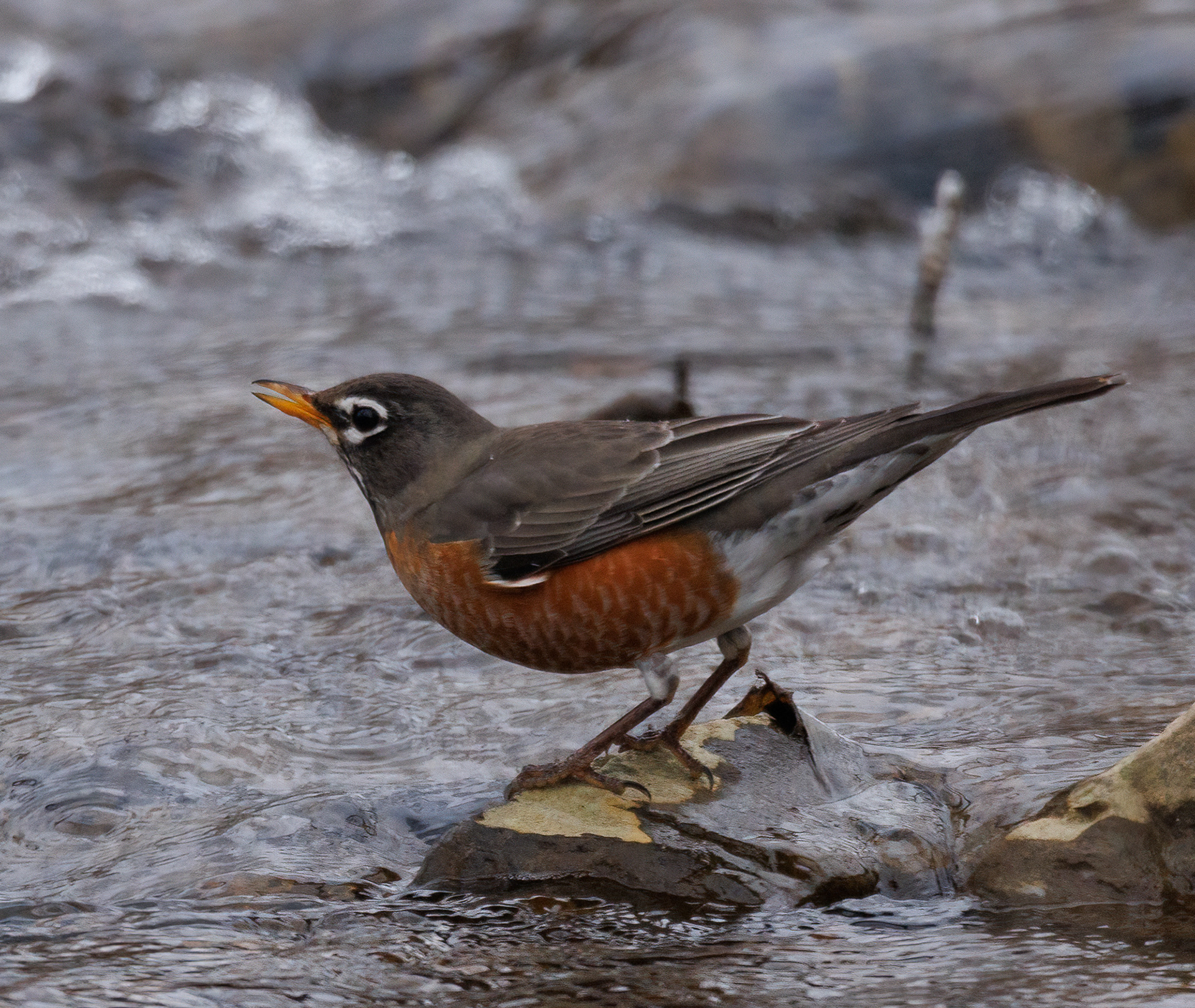 American Robin