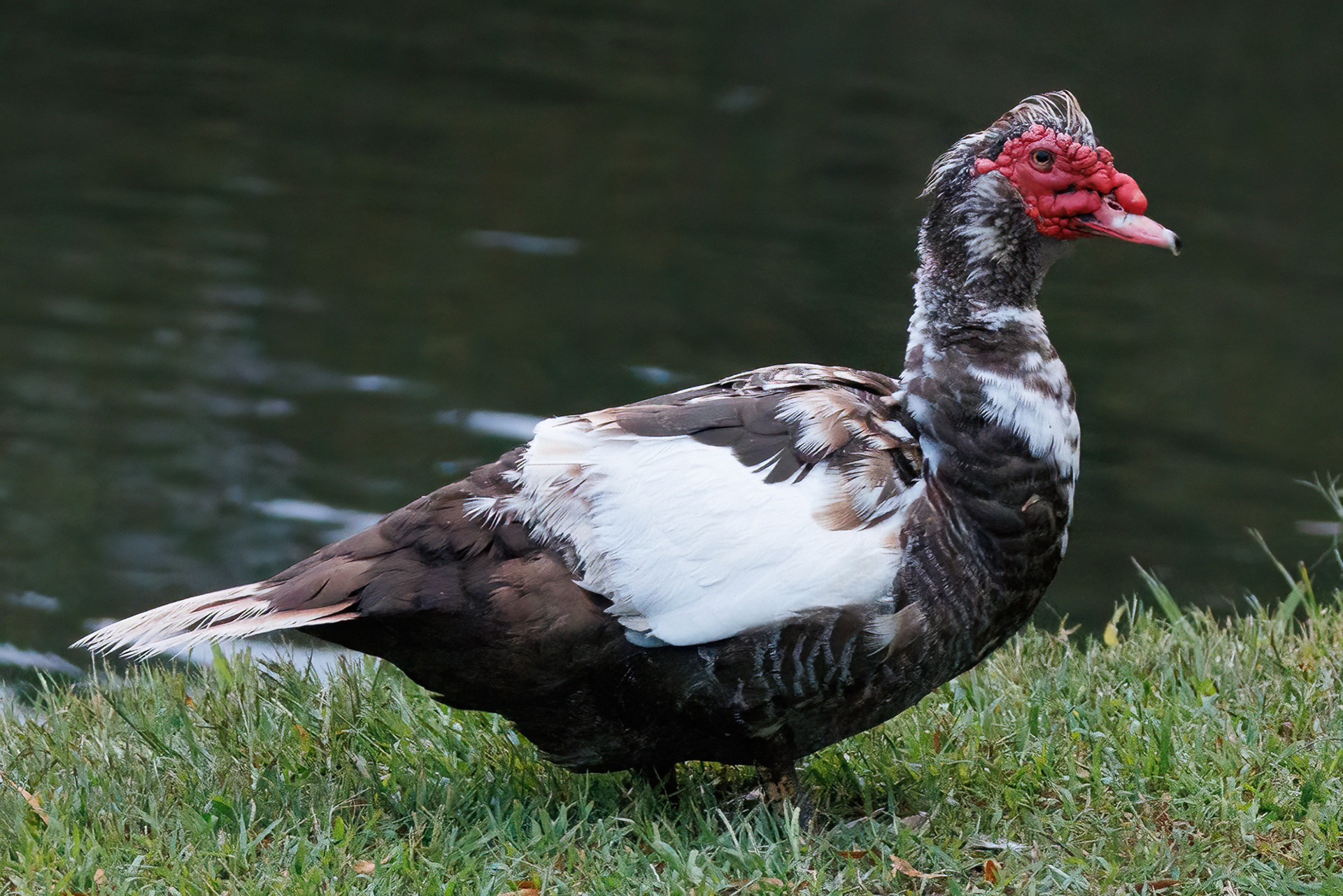 Muscovy Duck