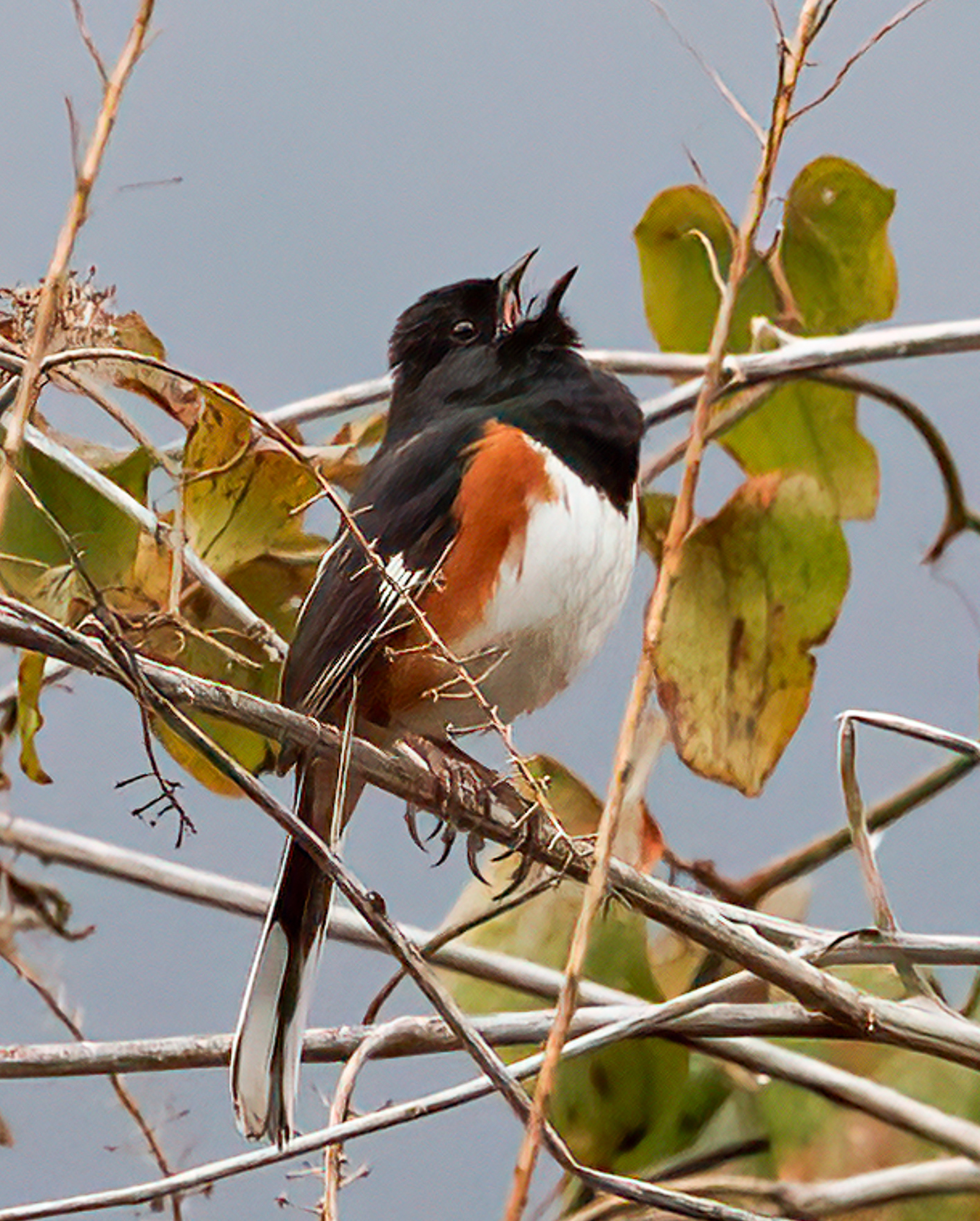 Eastern Towhee