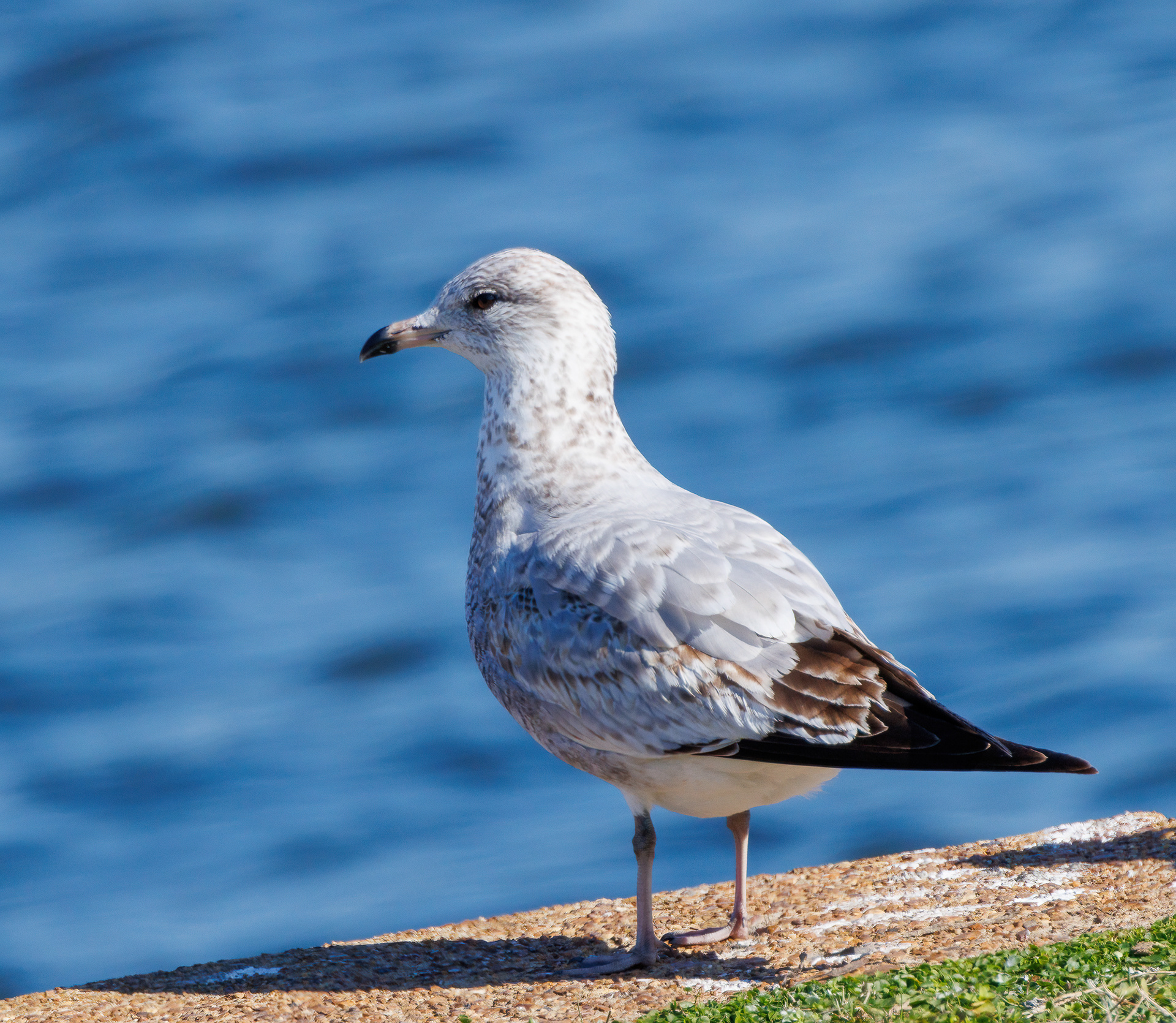Herring Gull