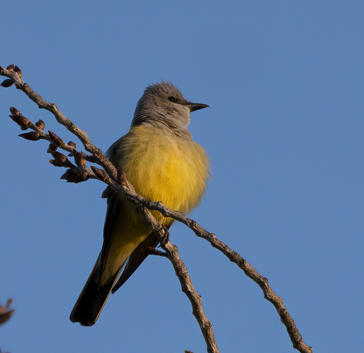 Western Kingbird