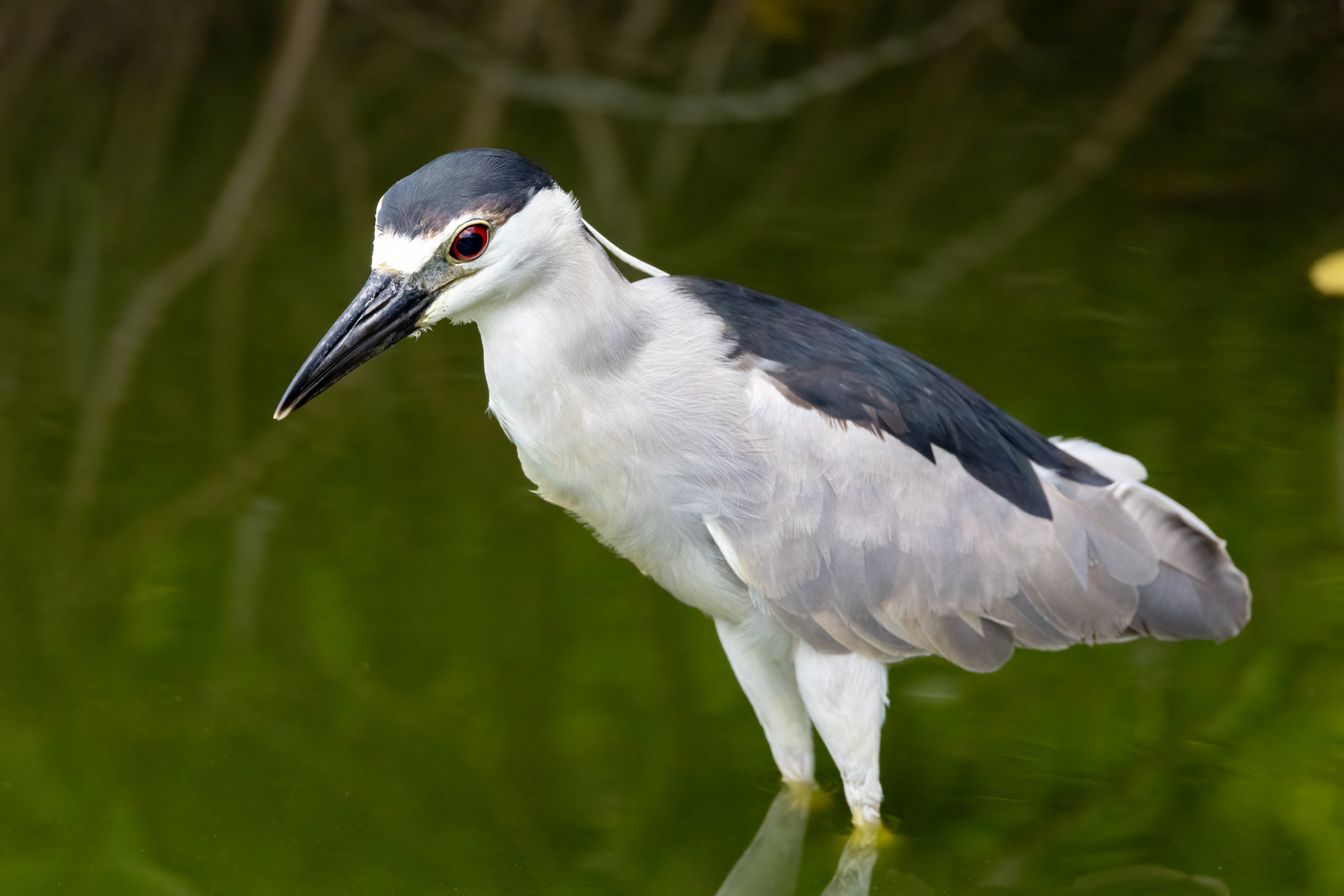 Black-crowned Night Heron