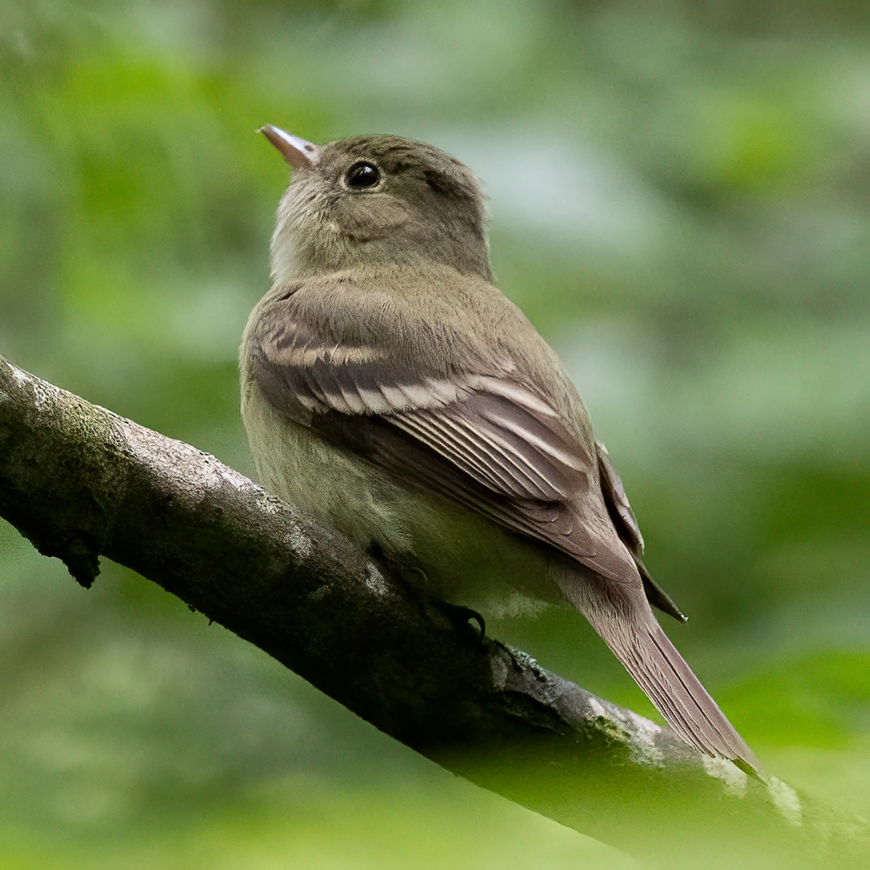 Acadian Flycatcher