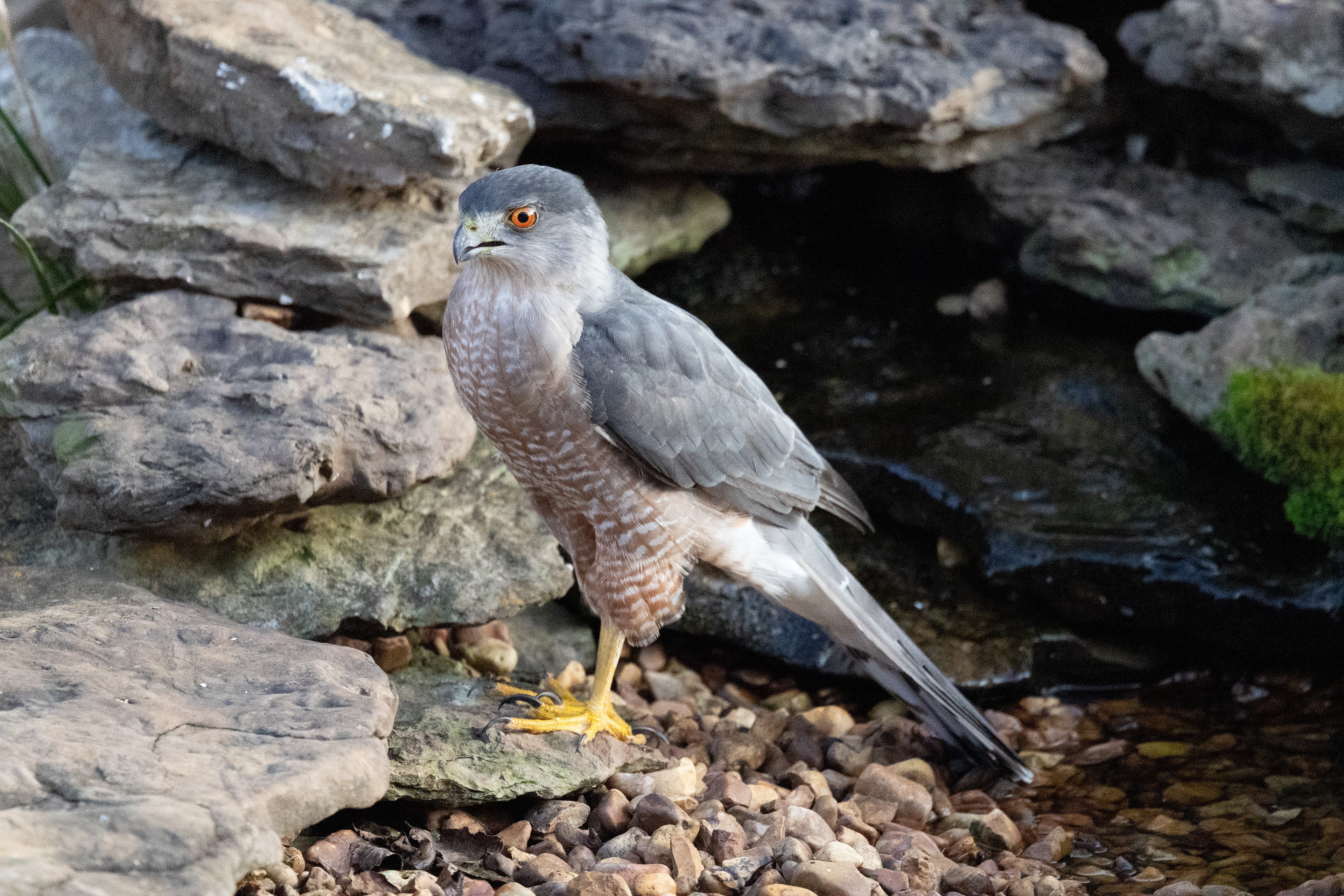 Adult Cooper's Hawk