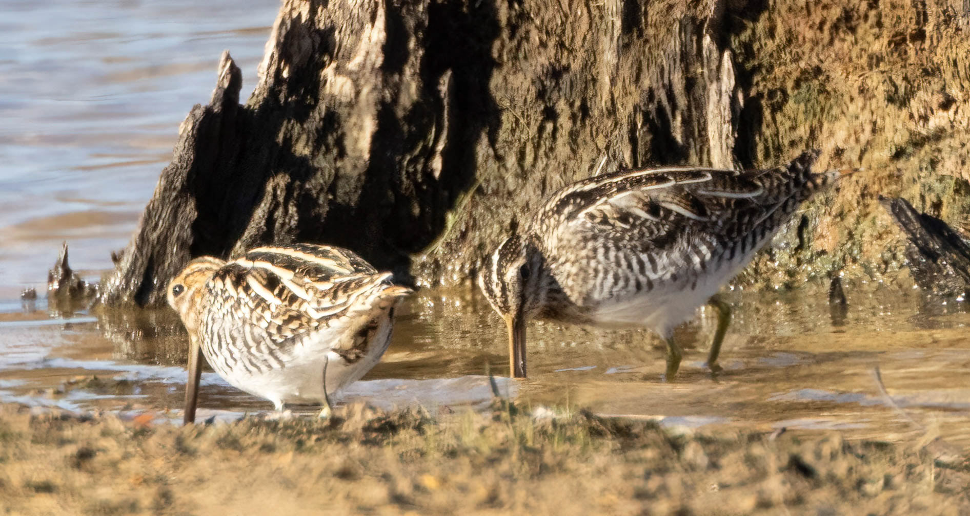 Wilson's Snipe