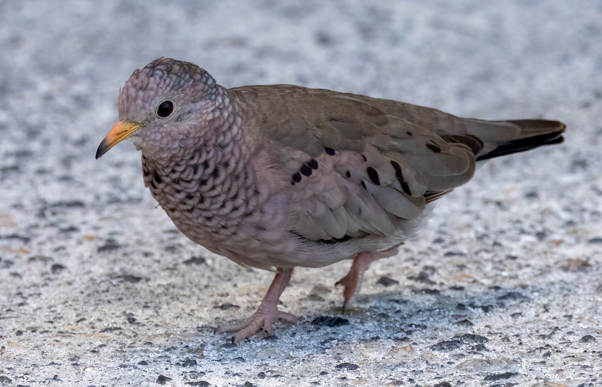Common Ground Dove