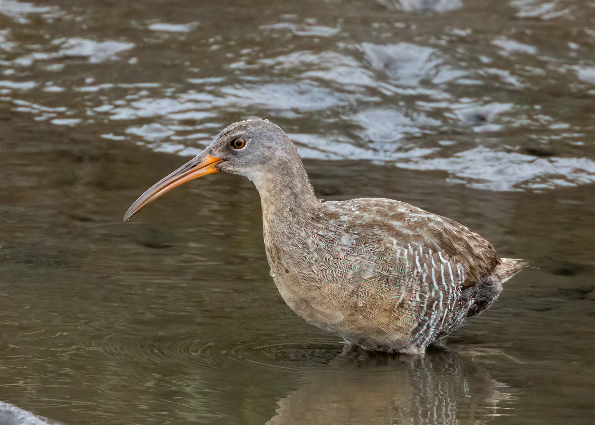 Clapper Rail