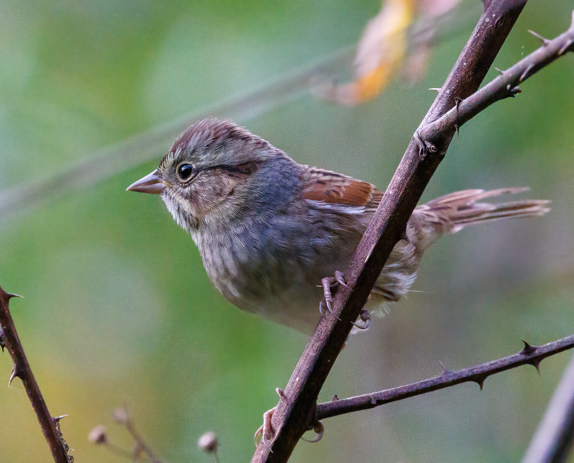 Swamp Sparrow