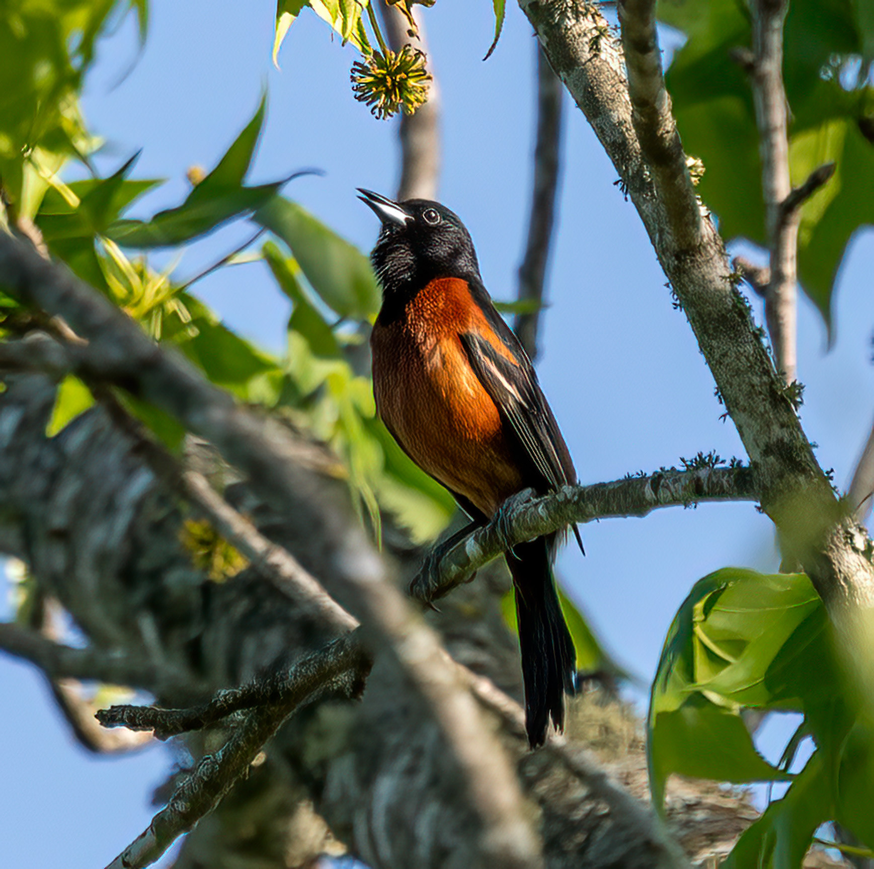 Orchard Oriole