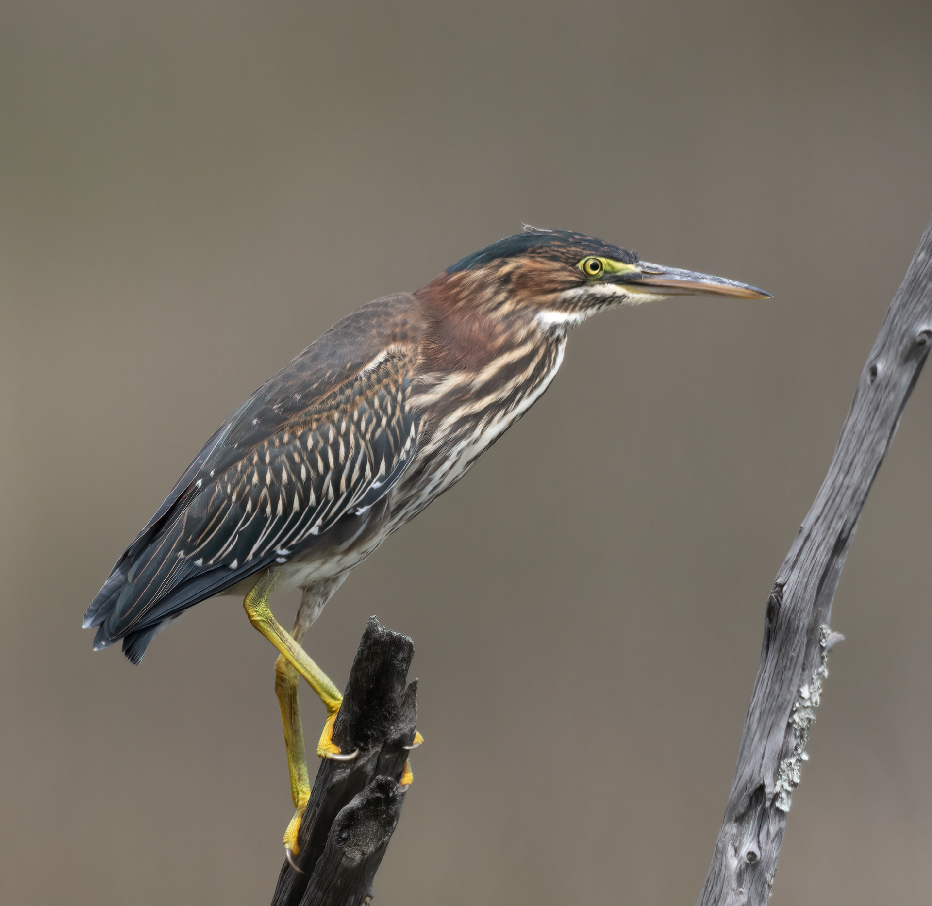 Green Heron