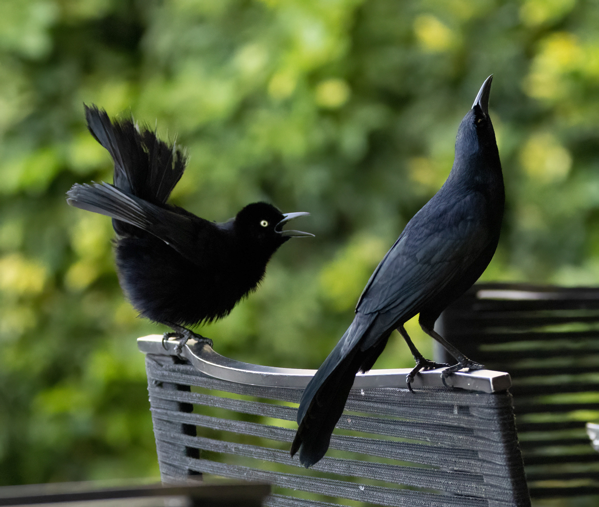 Great-tailed Grackle (harassed by Carib Grackle)