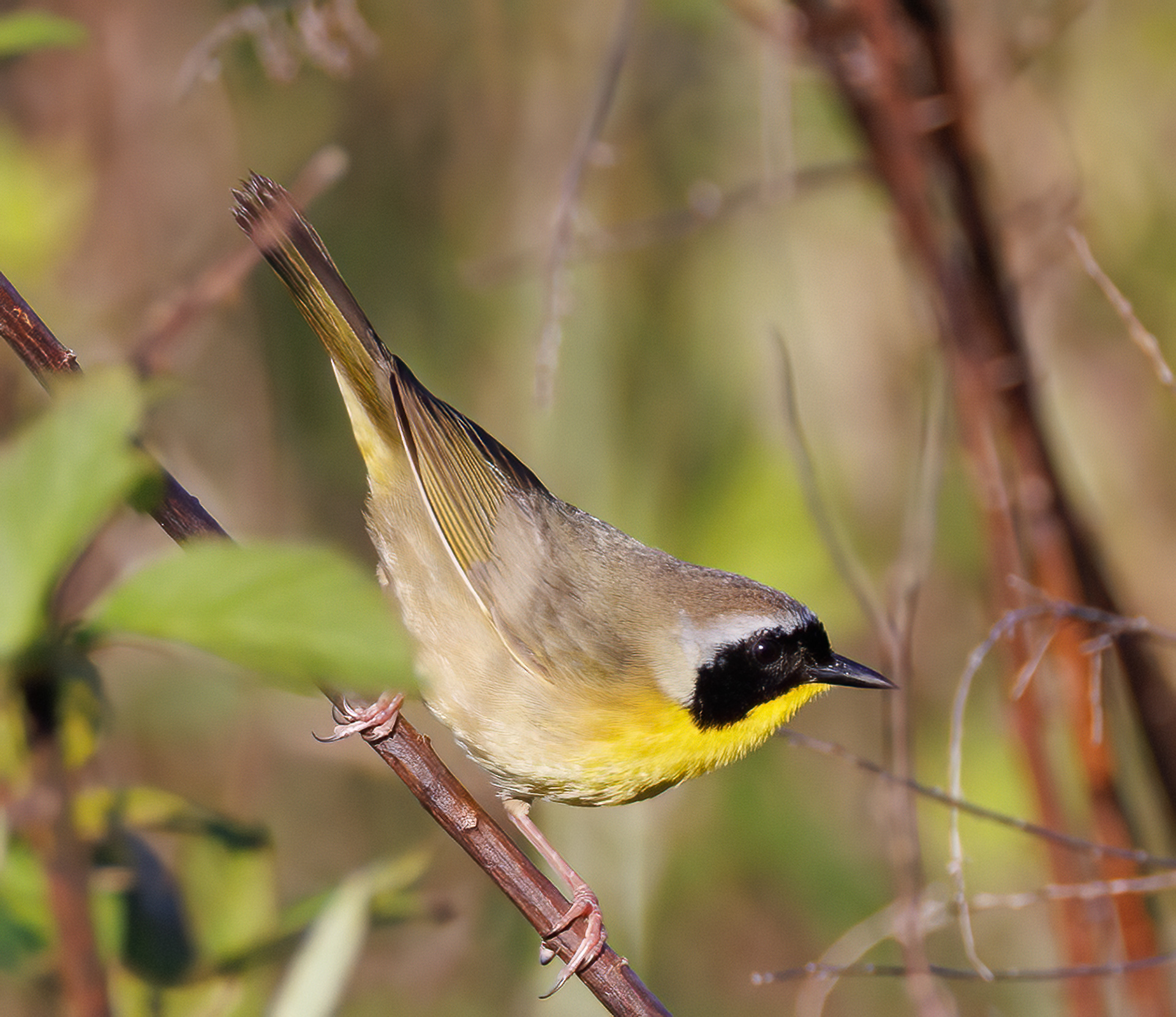 Common Yellowthroat