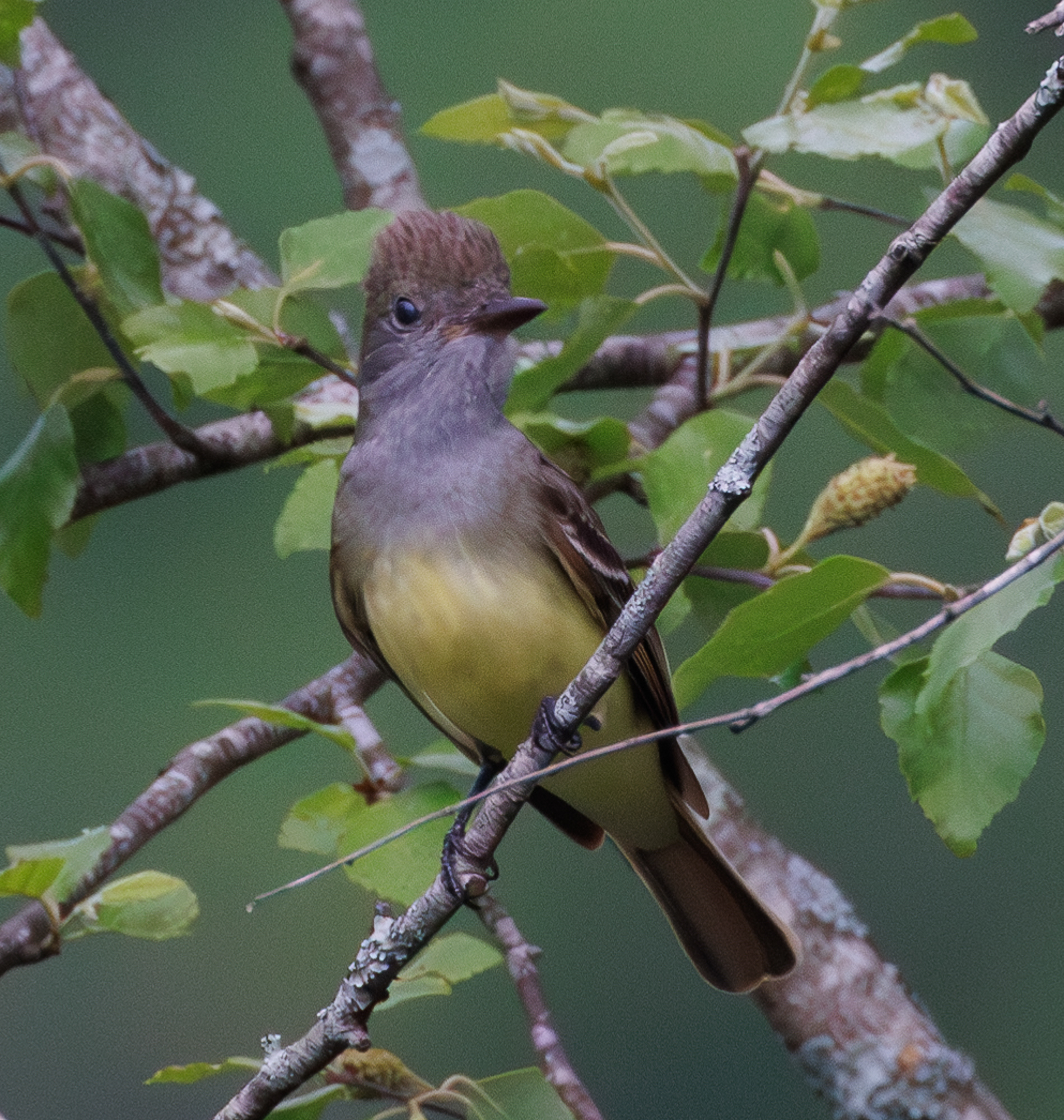 Great Crested Flycatcher