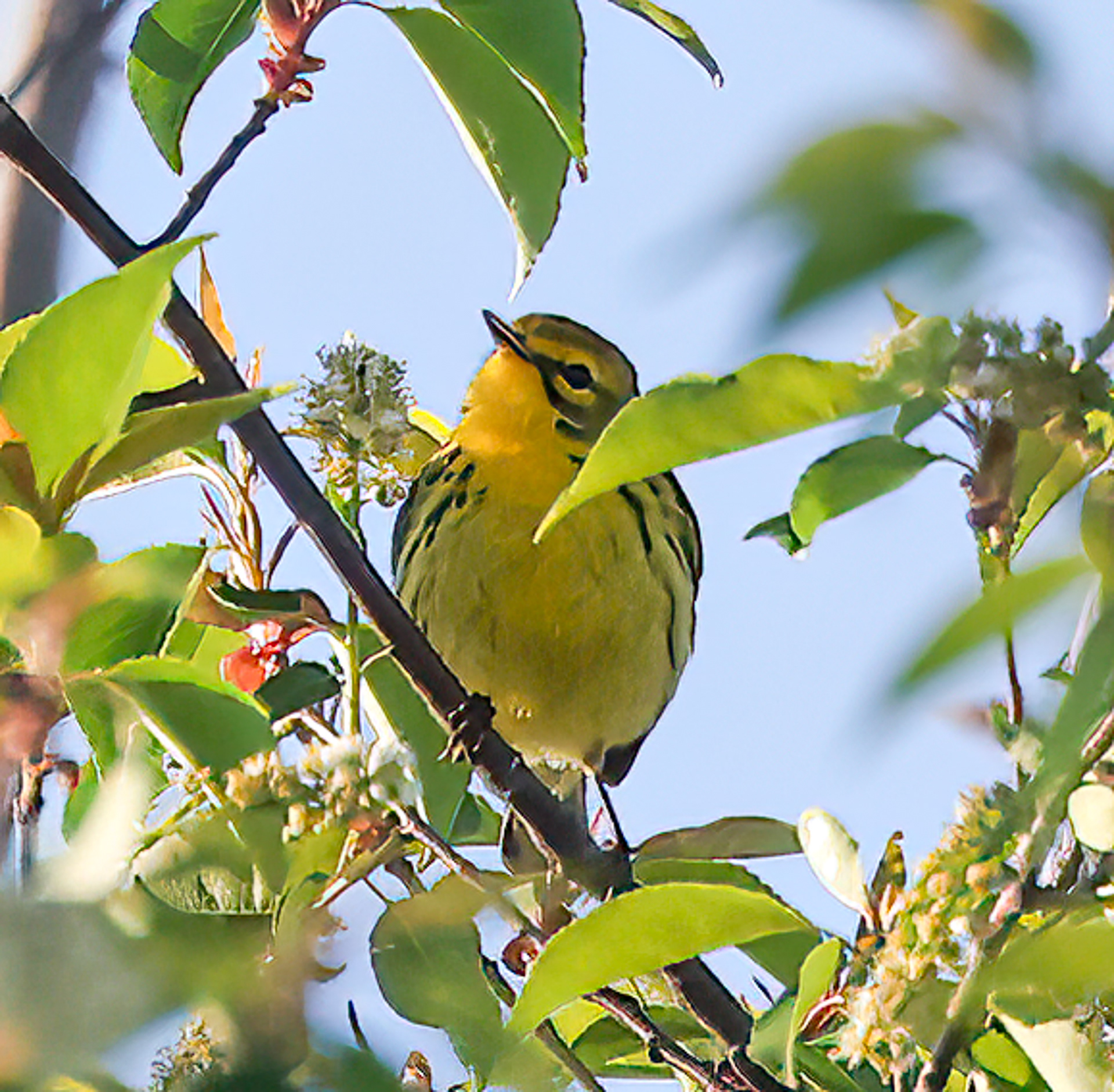 Prairie Warbler