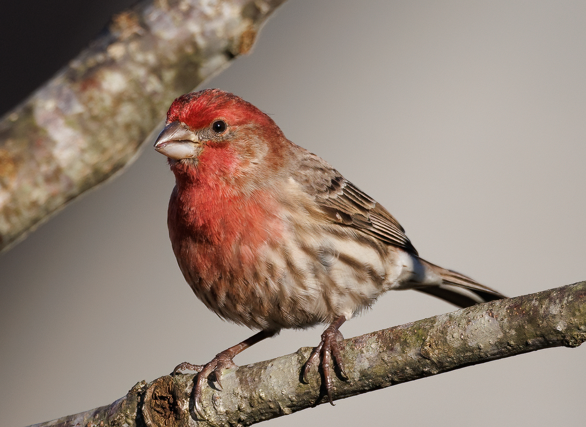 House Finch