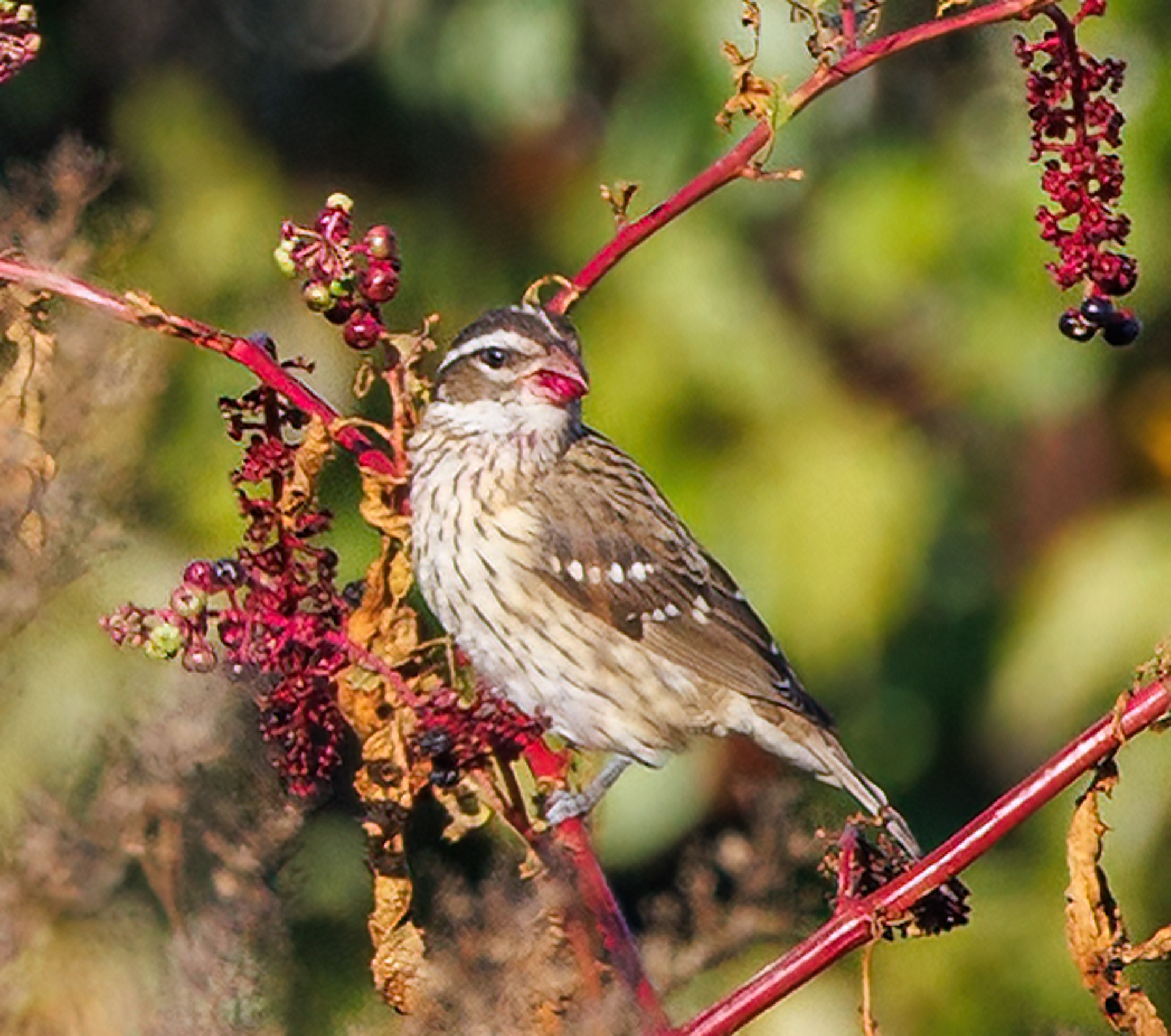 Rose-breasted Grosbeak (female)