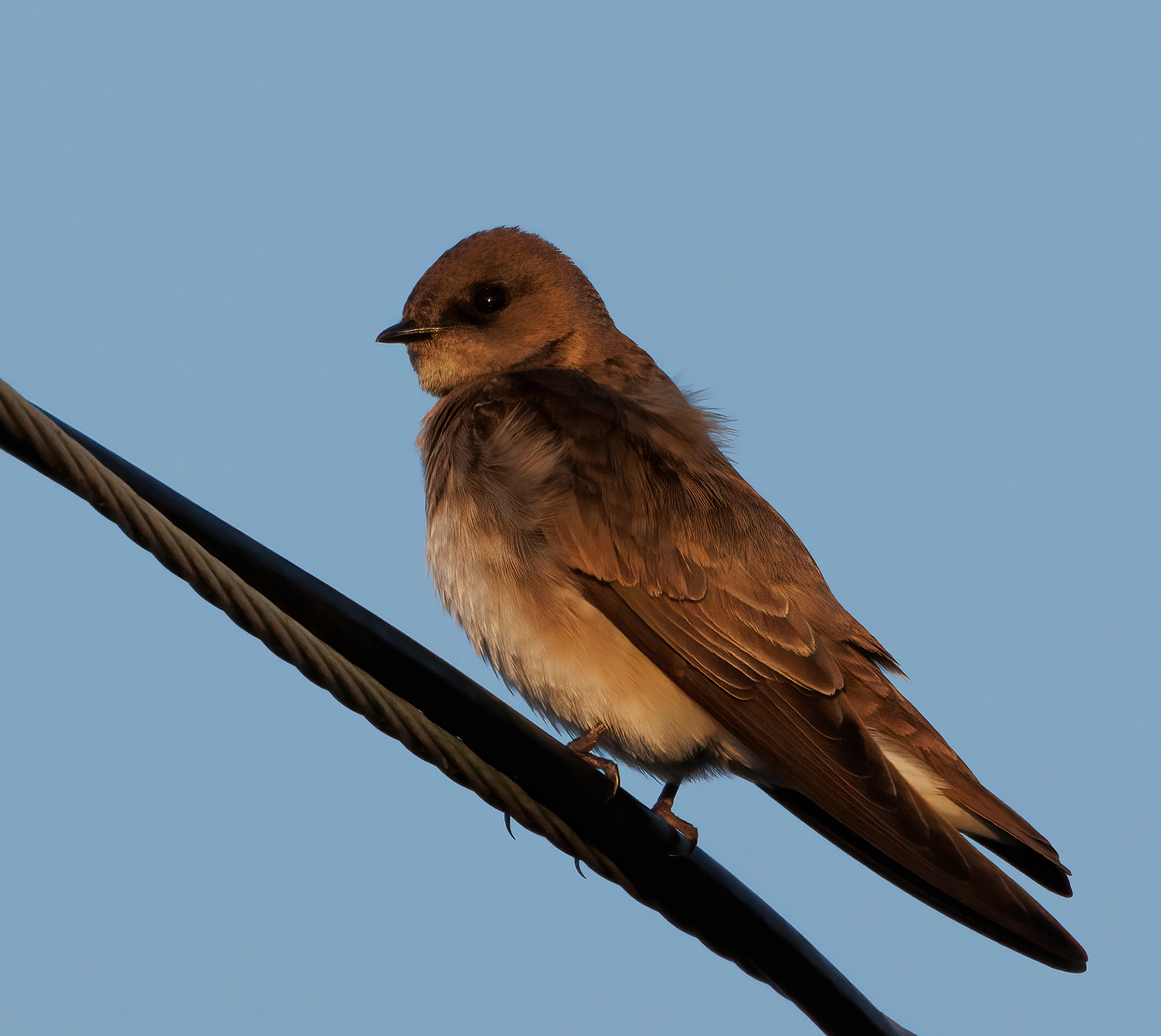 Northern Rough-winged Swallow