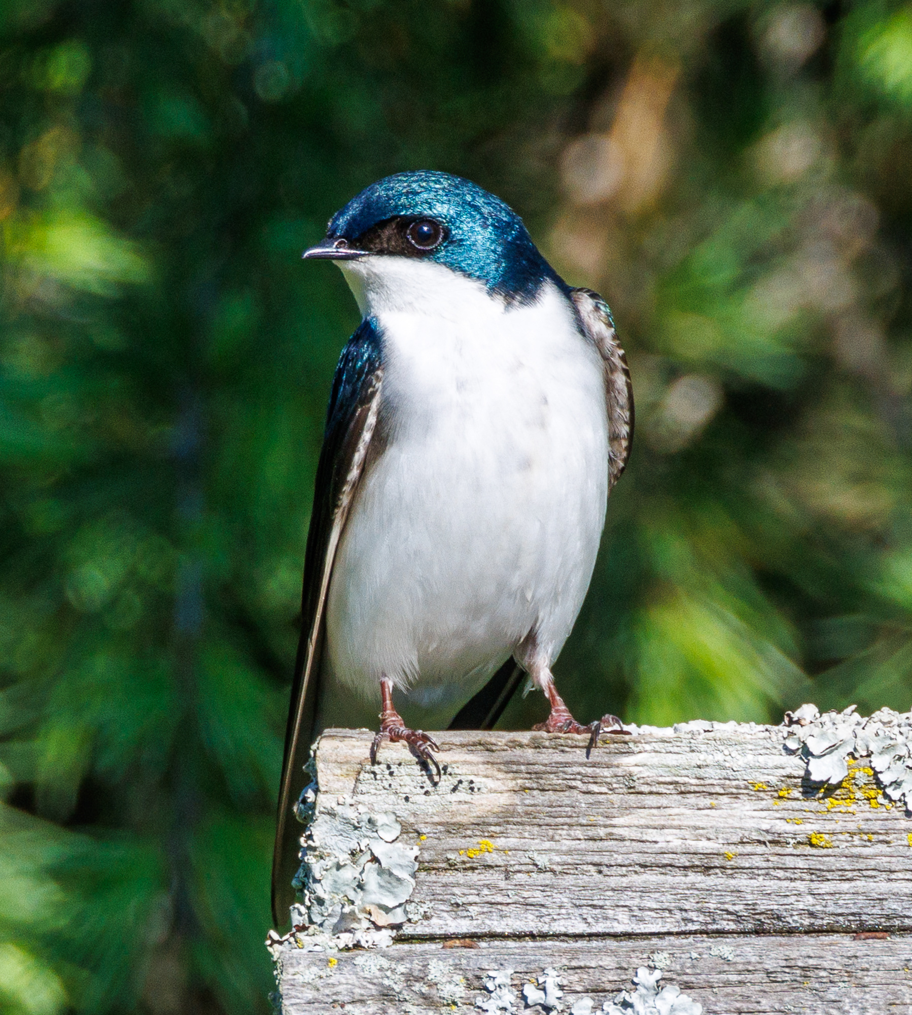 Tree Swallow