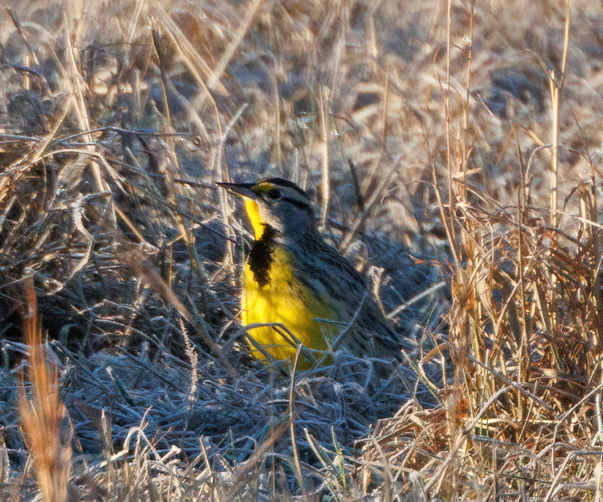 Eastern Meadowlark