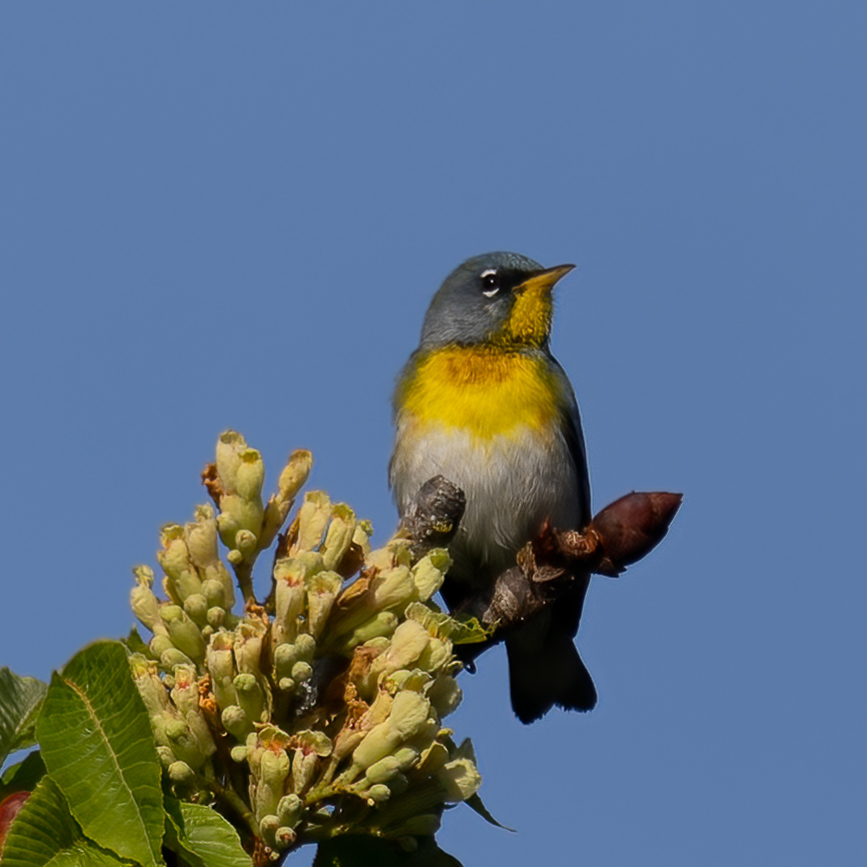 Northern Parula