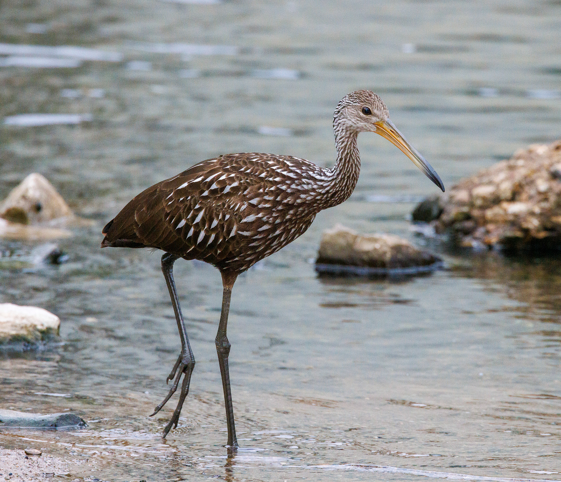 Limpkin