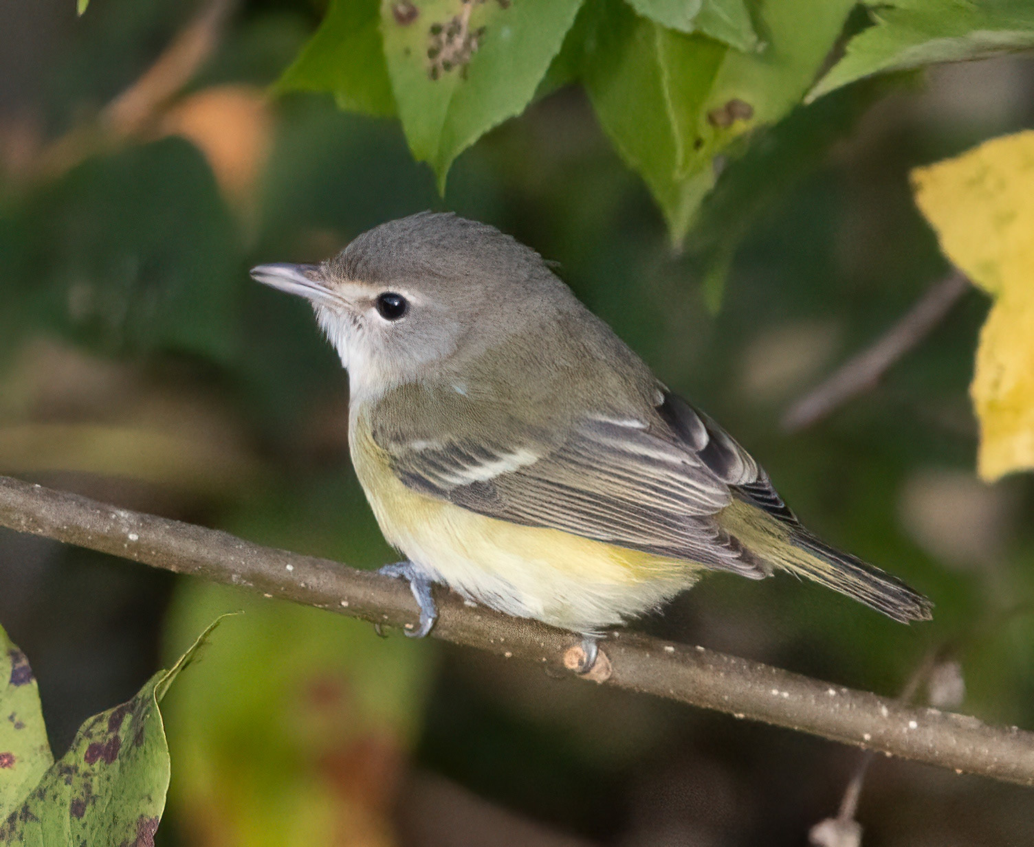 Bell's Vireo