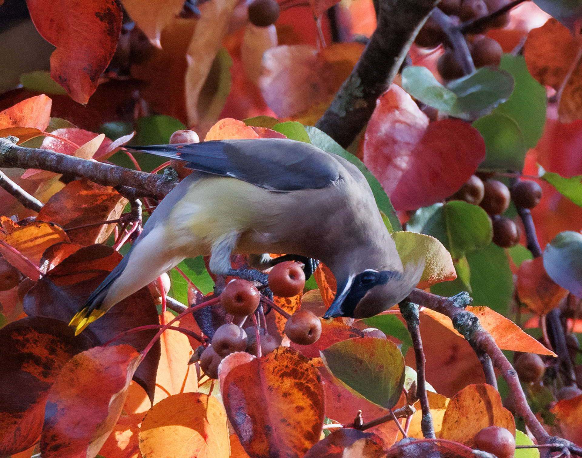 Cedar Waxwing
