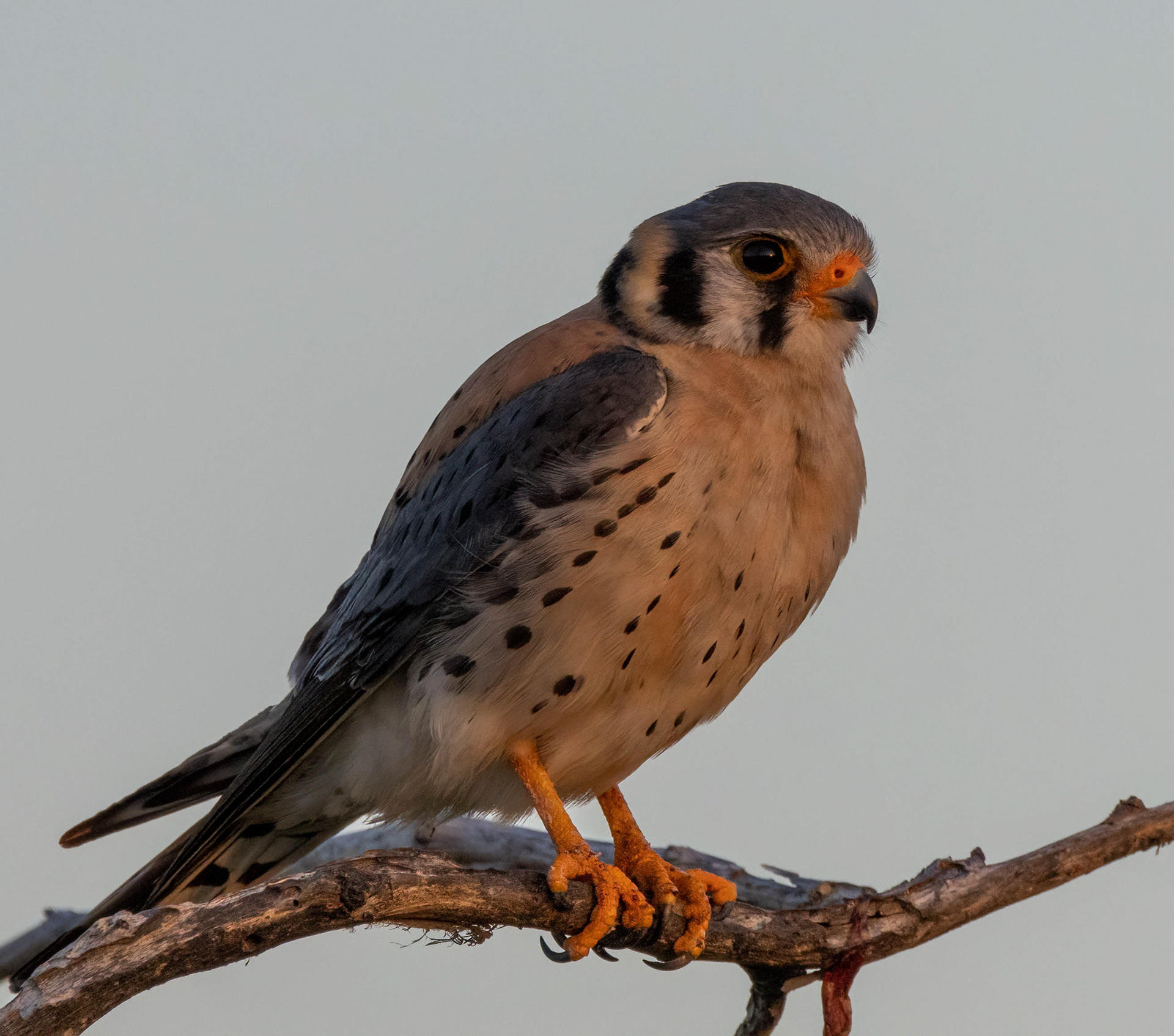 American Kestrel