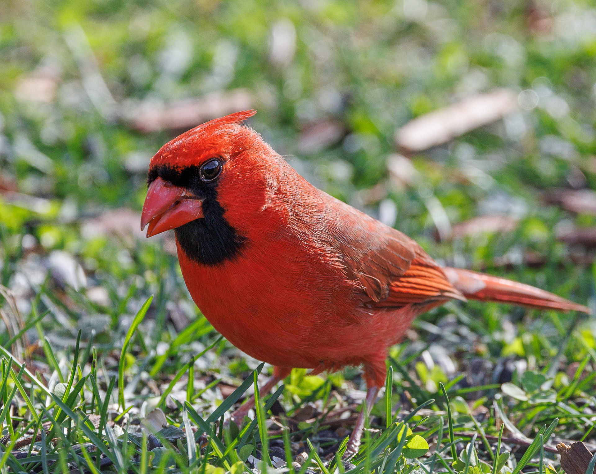 Northern Cardinal