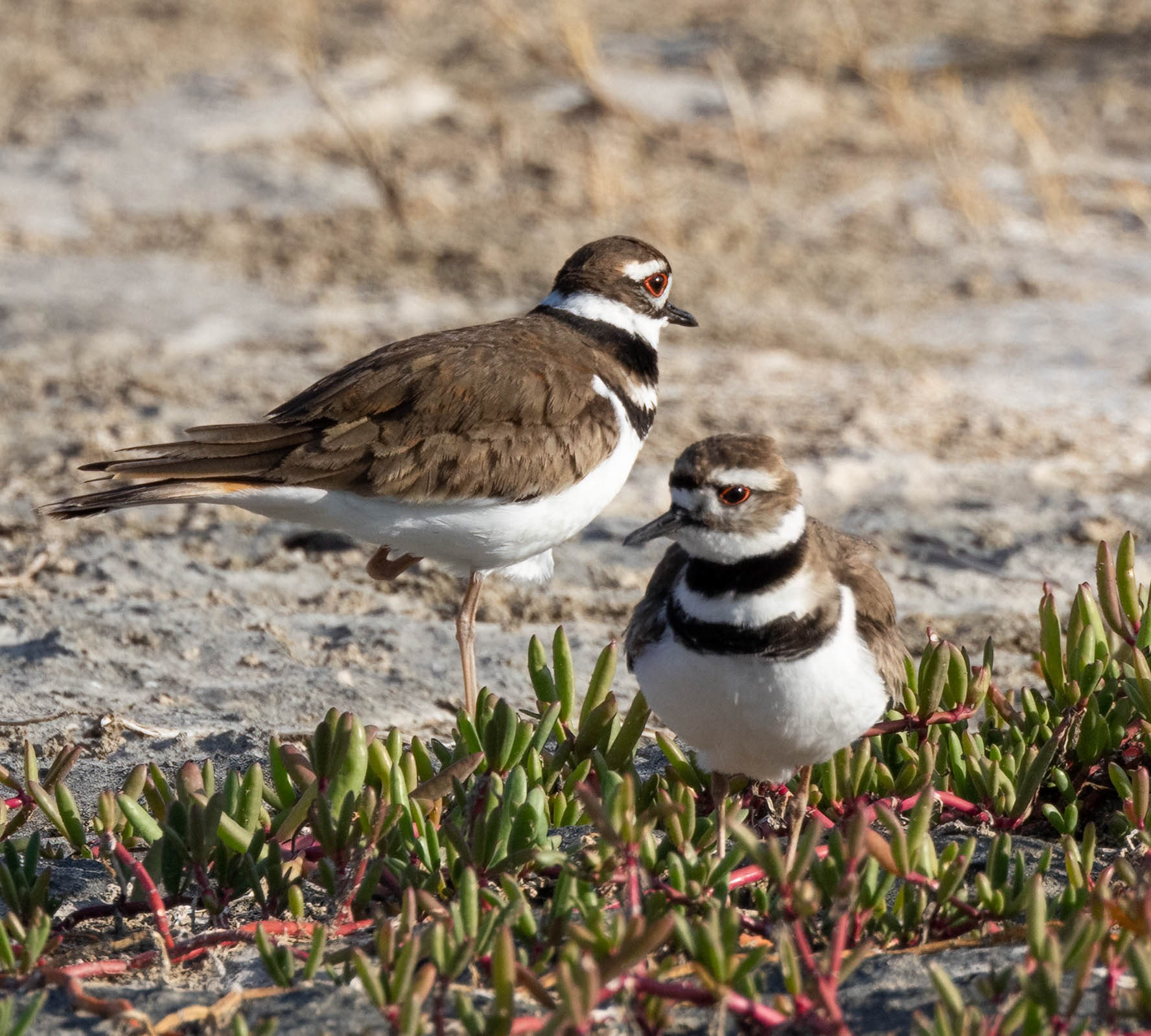 Killdeer