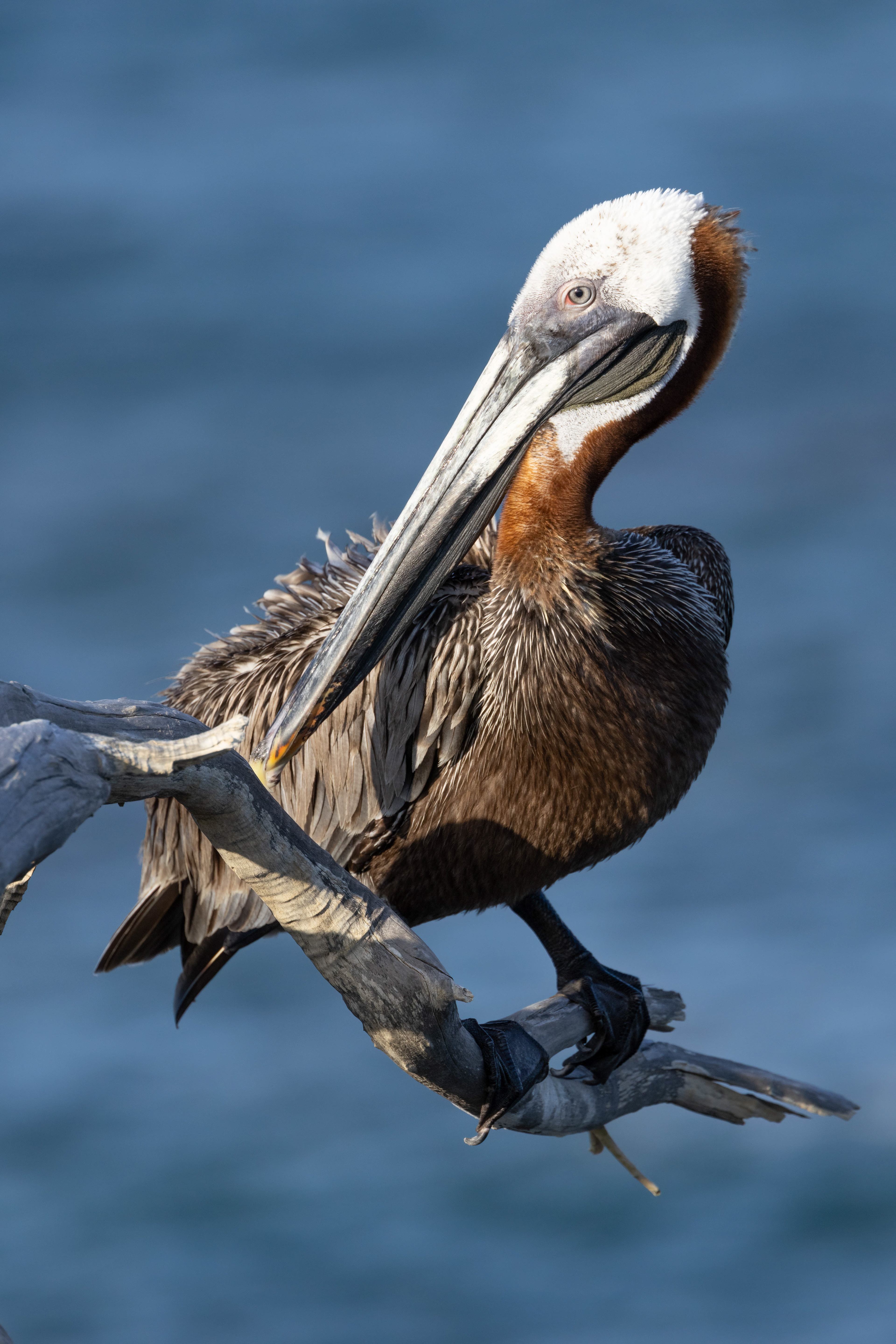 Brown Pelican