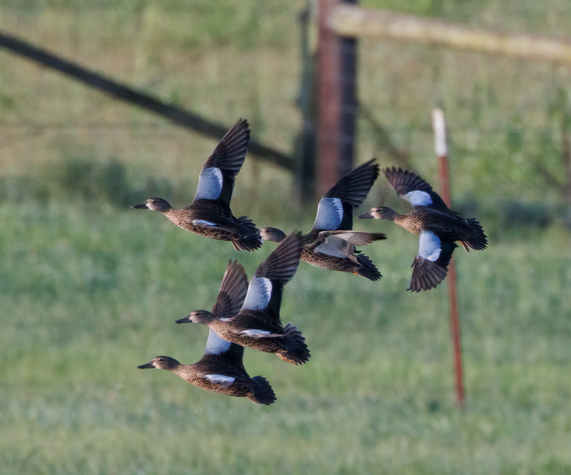 Blue-winged Teal