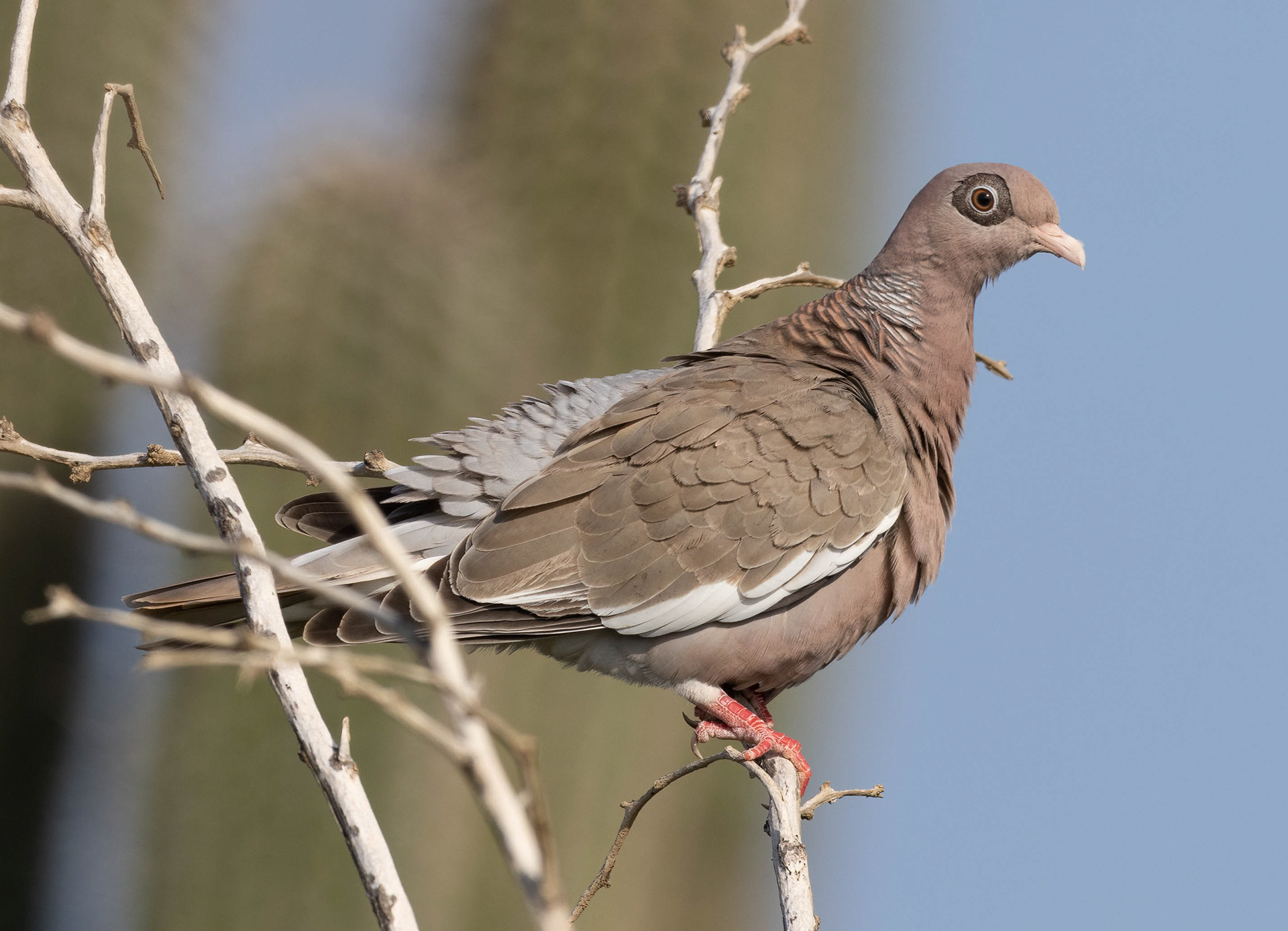 Bare-eyed Pigeon