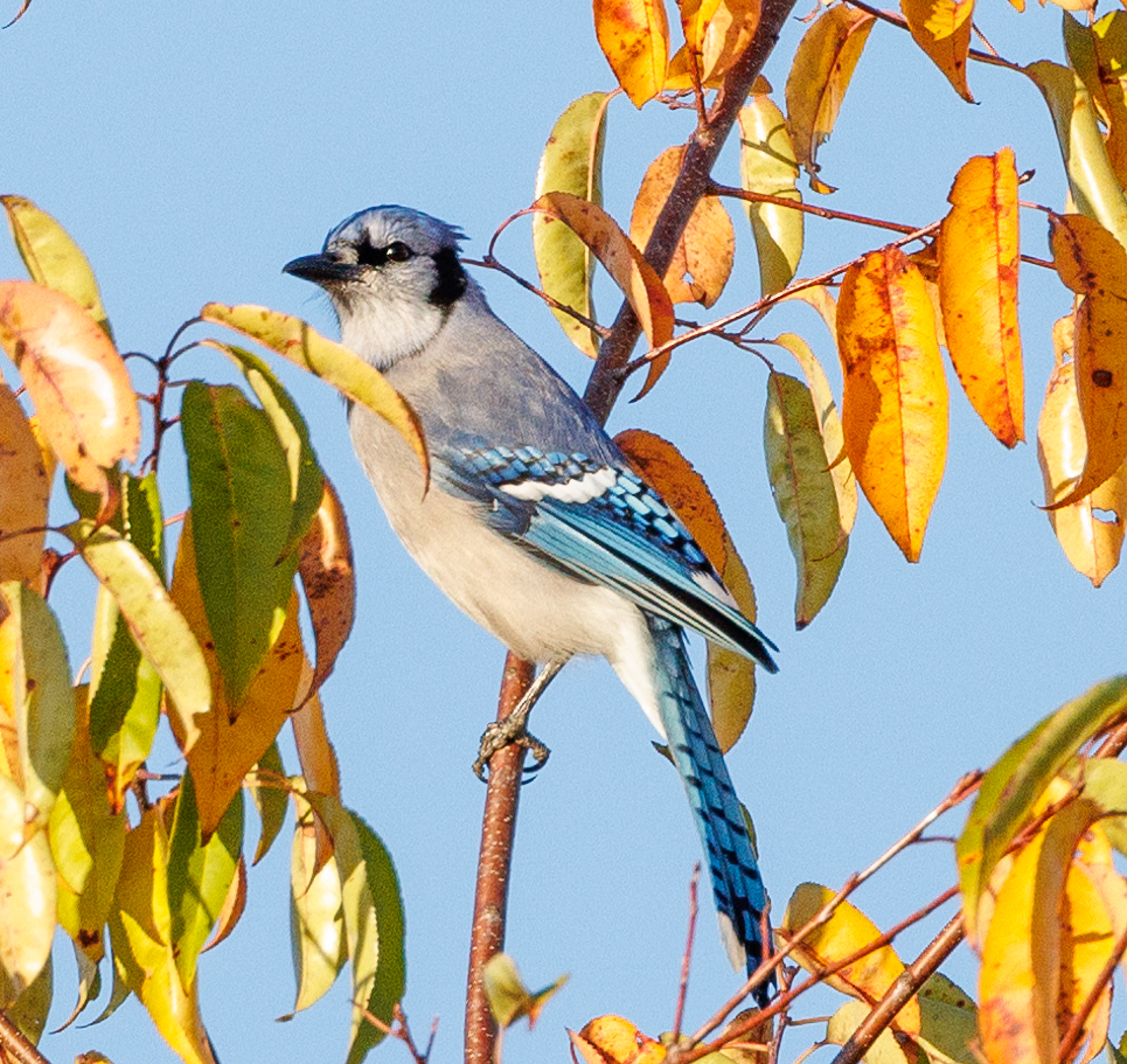 Blue Jay