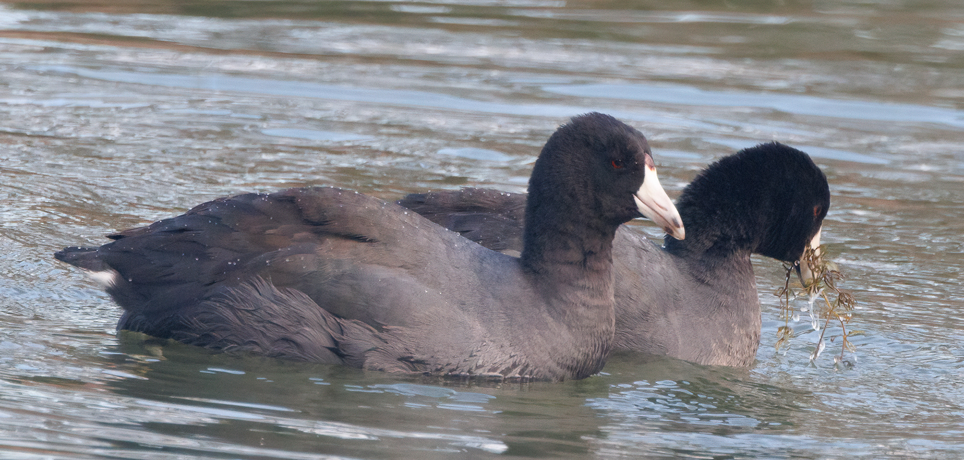 American Coot