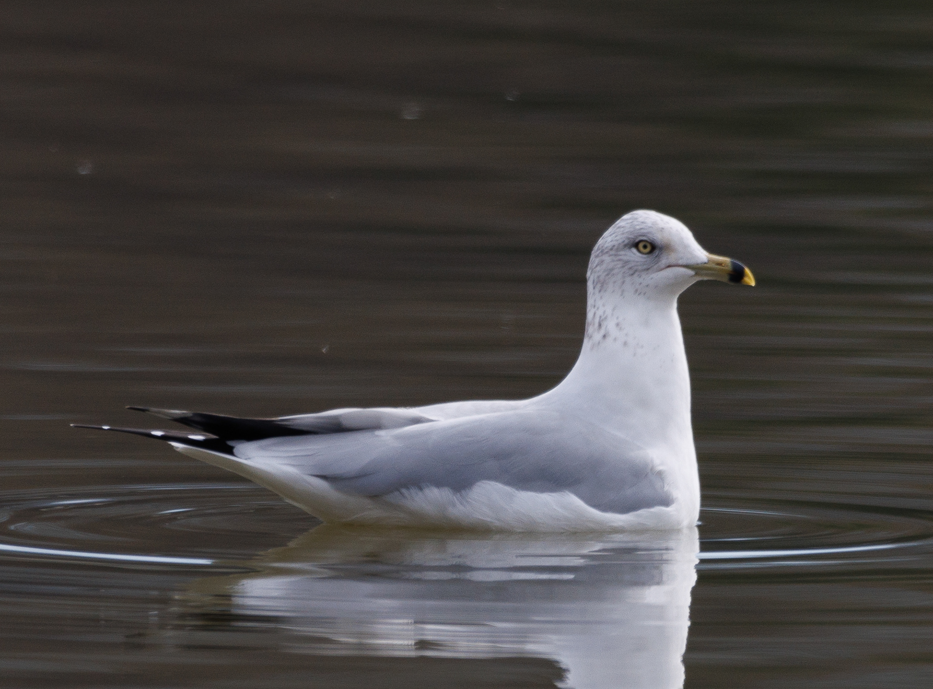 Ring-billed Gull
