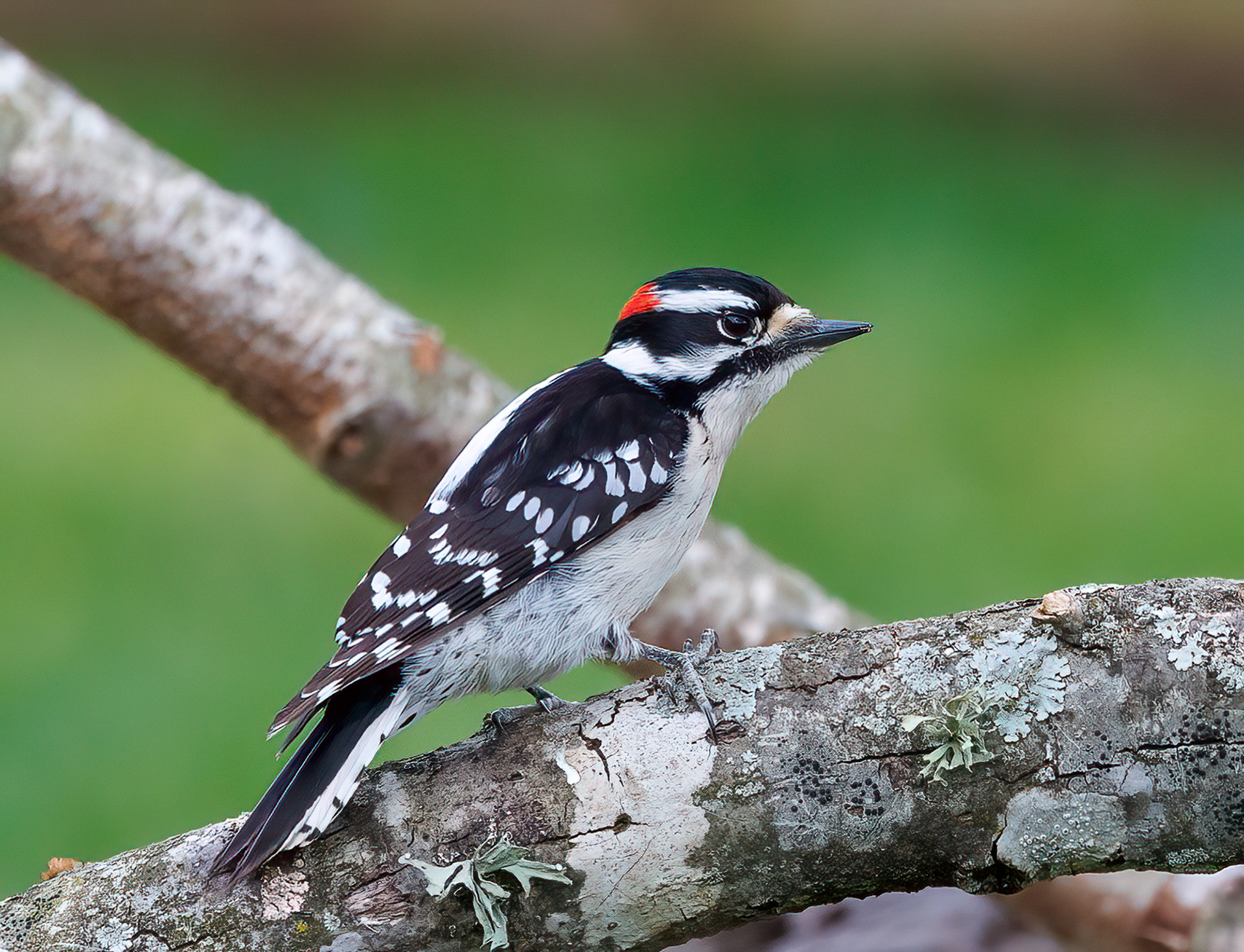 Downy Woodpecker