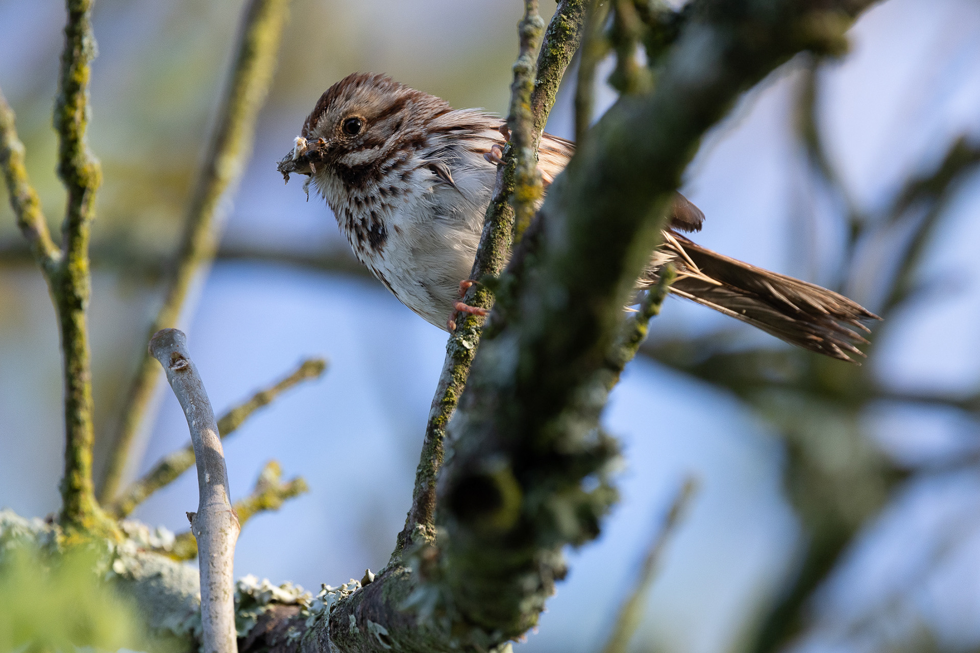 Song Sparrow
