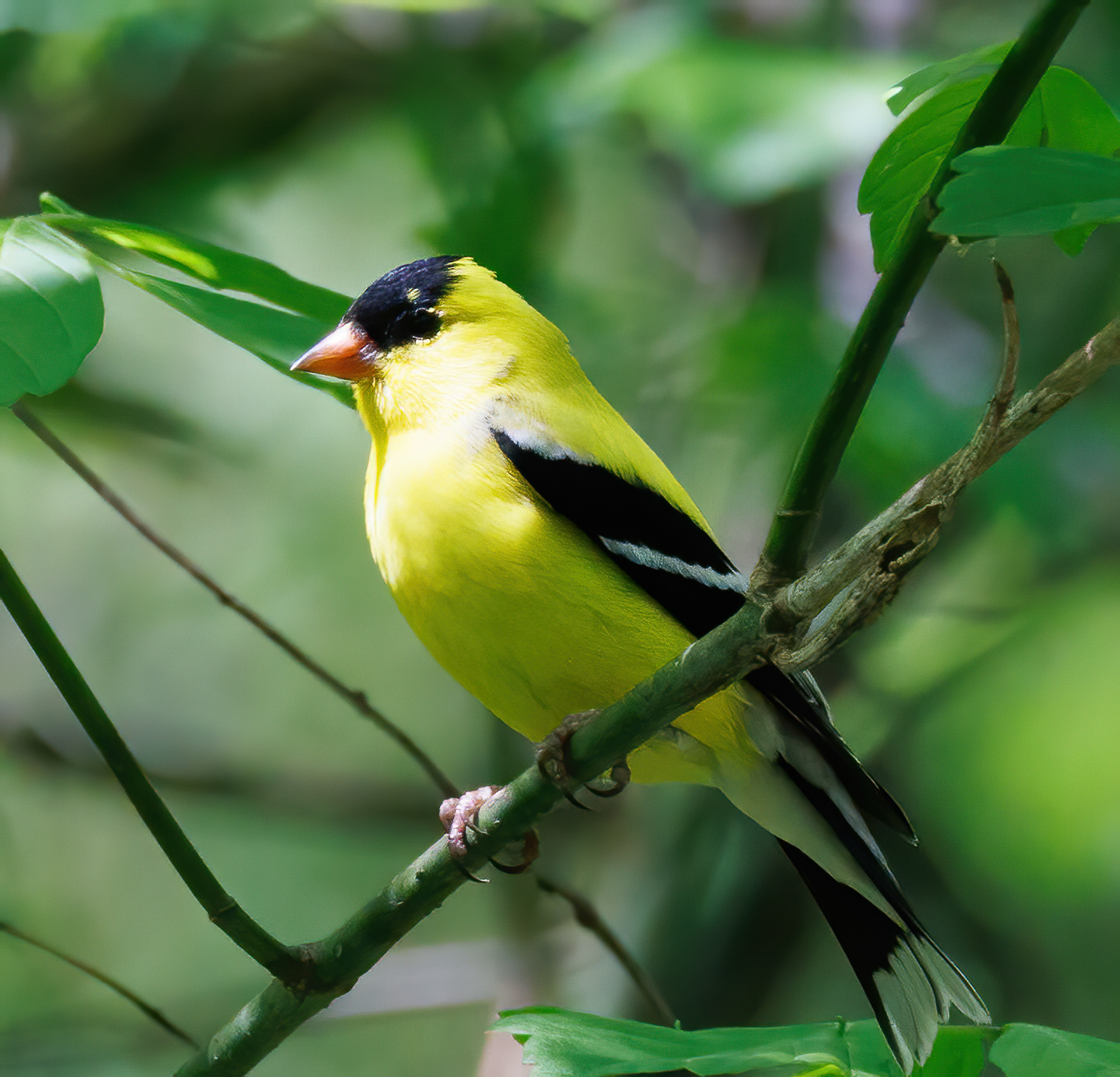 American Goldfinch