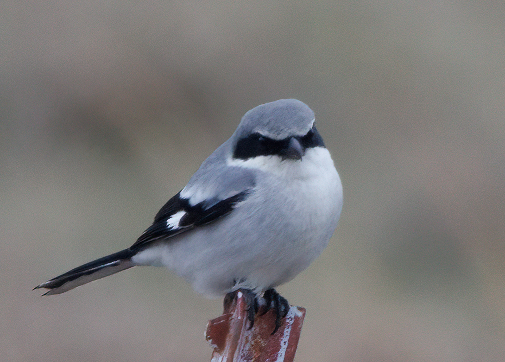 Loggerhead Shrike