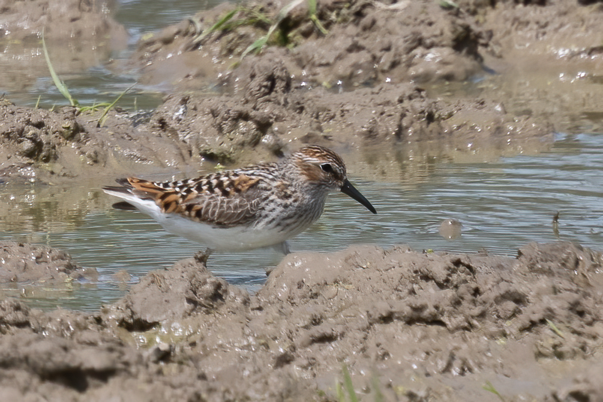 Western Sandpiper