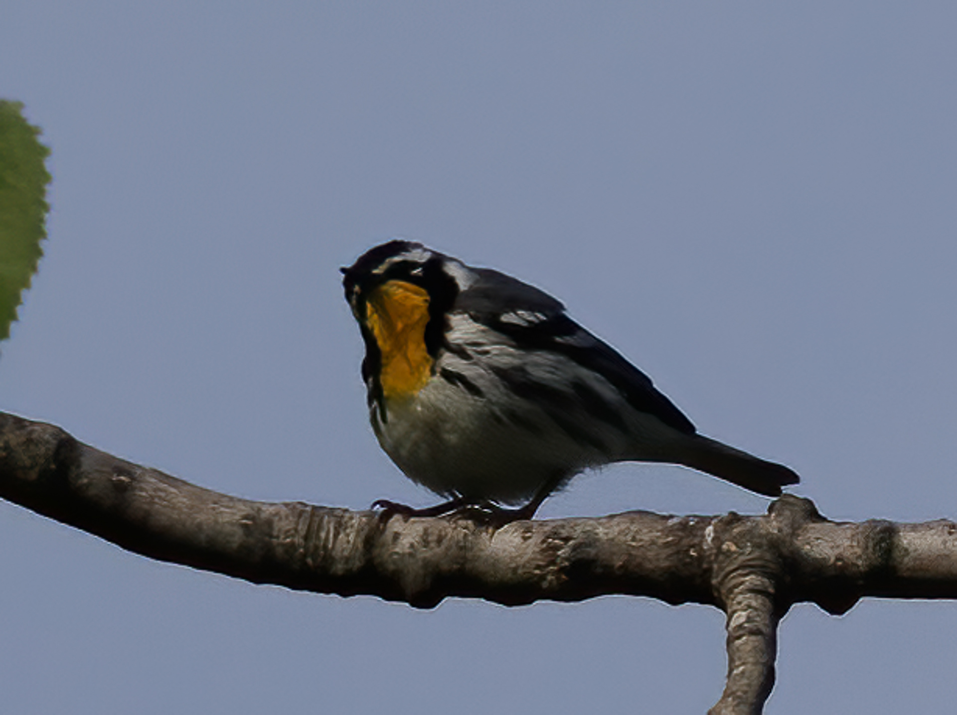 Yellow-throated Warbler
