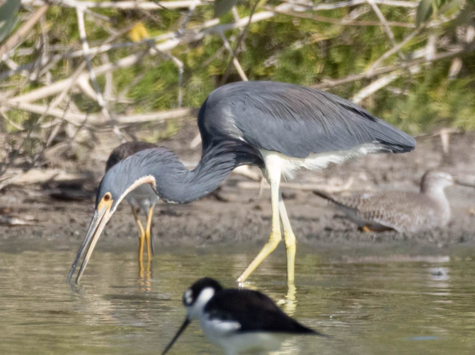 Tricolored Heron