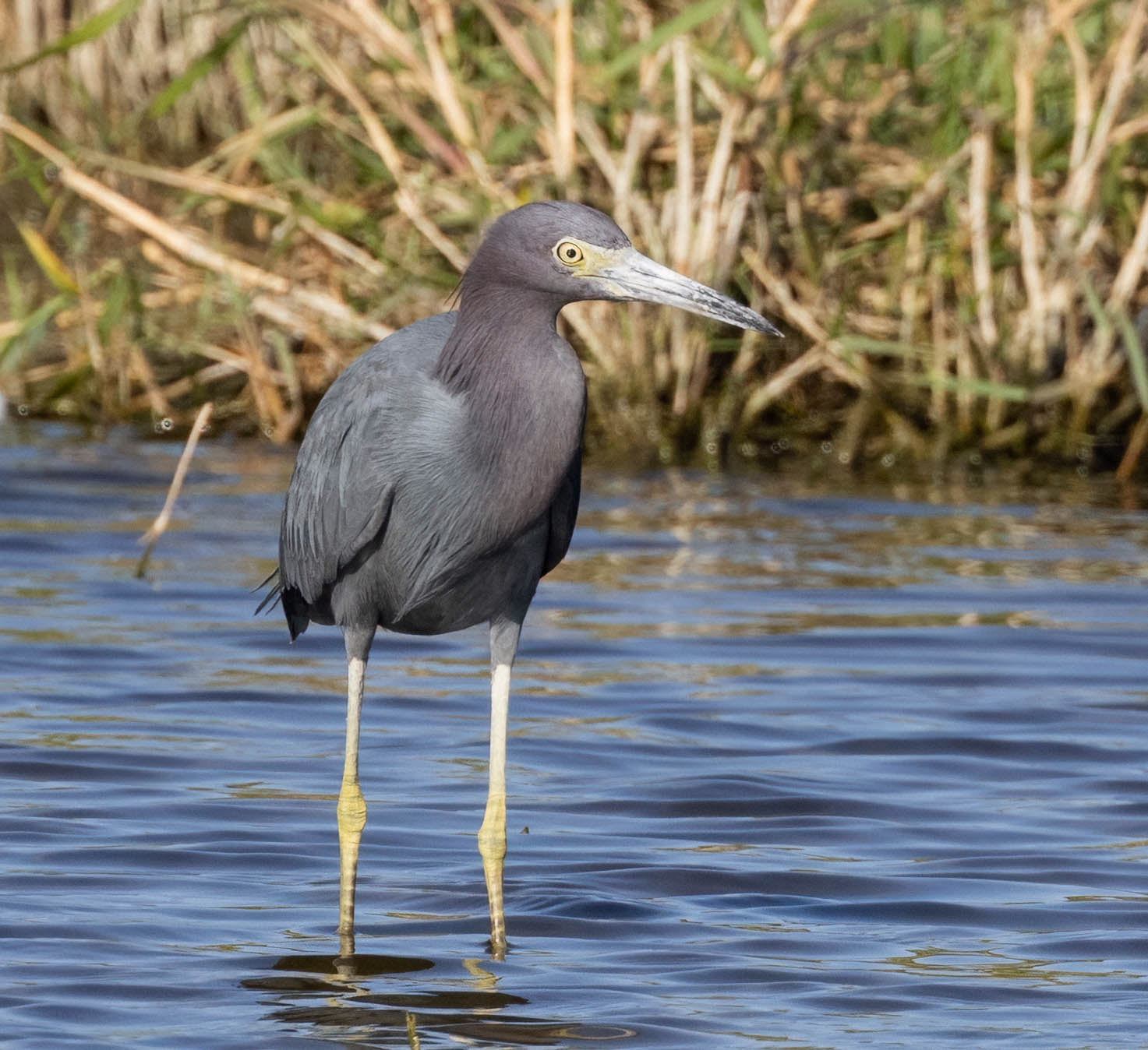 Little Blue Heron