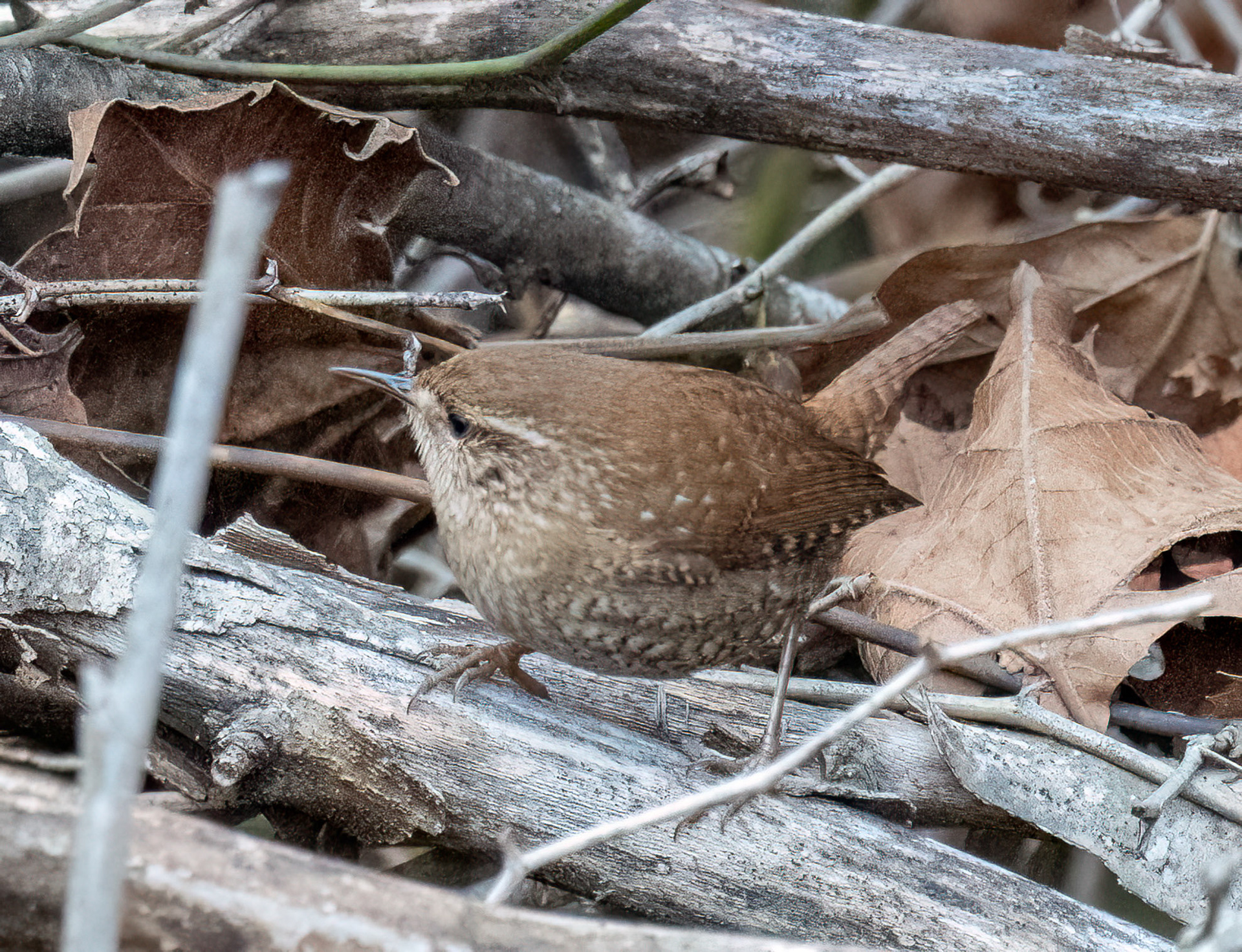 Winter Wren