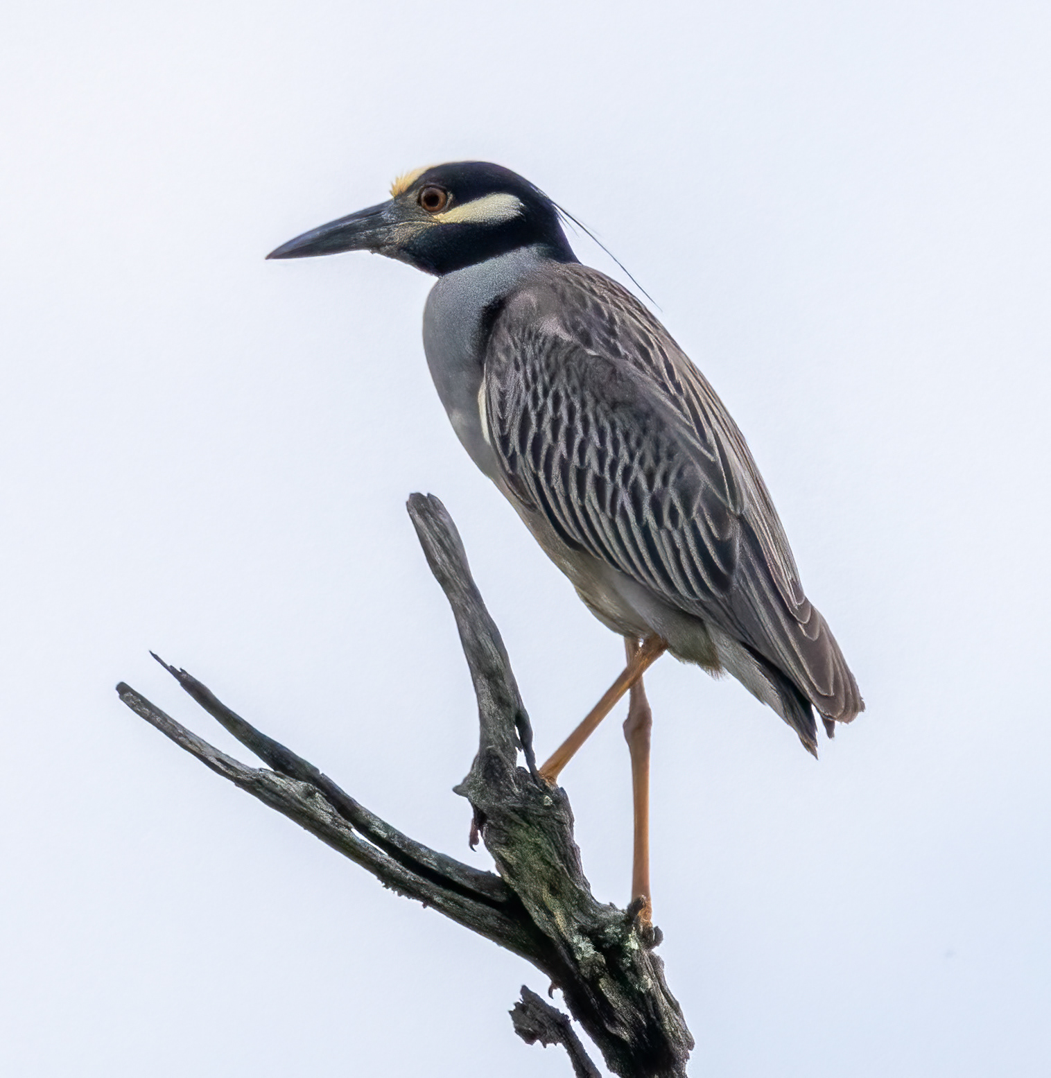 Yellow-crowned Night Heron