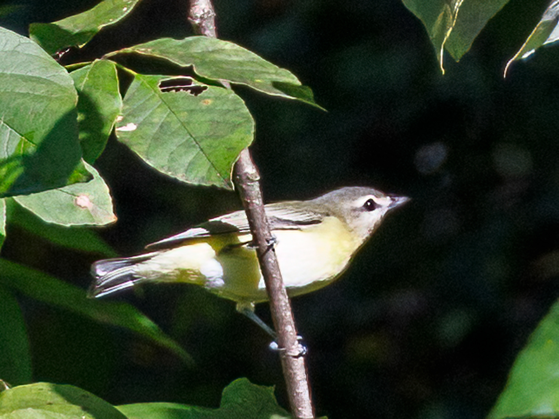 Philadelphia Vireo